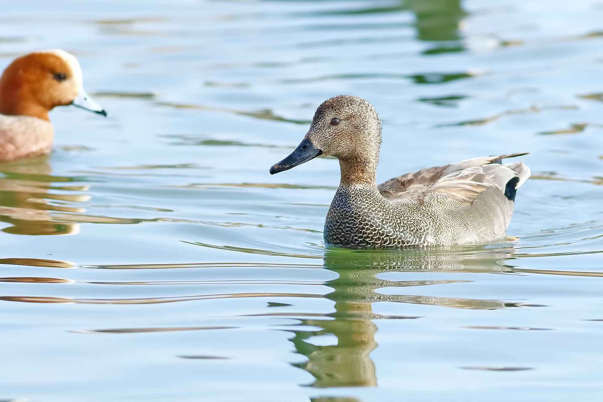 Gadwall