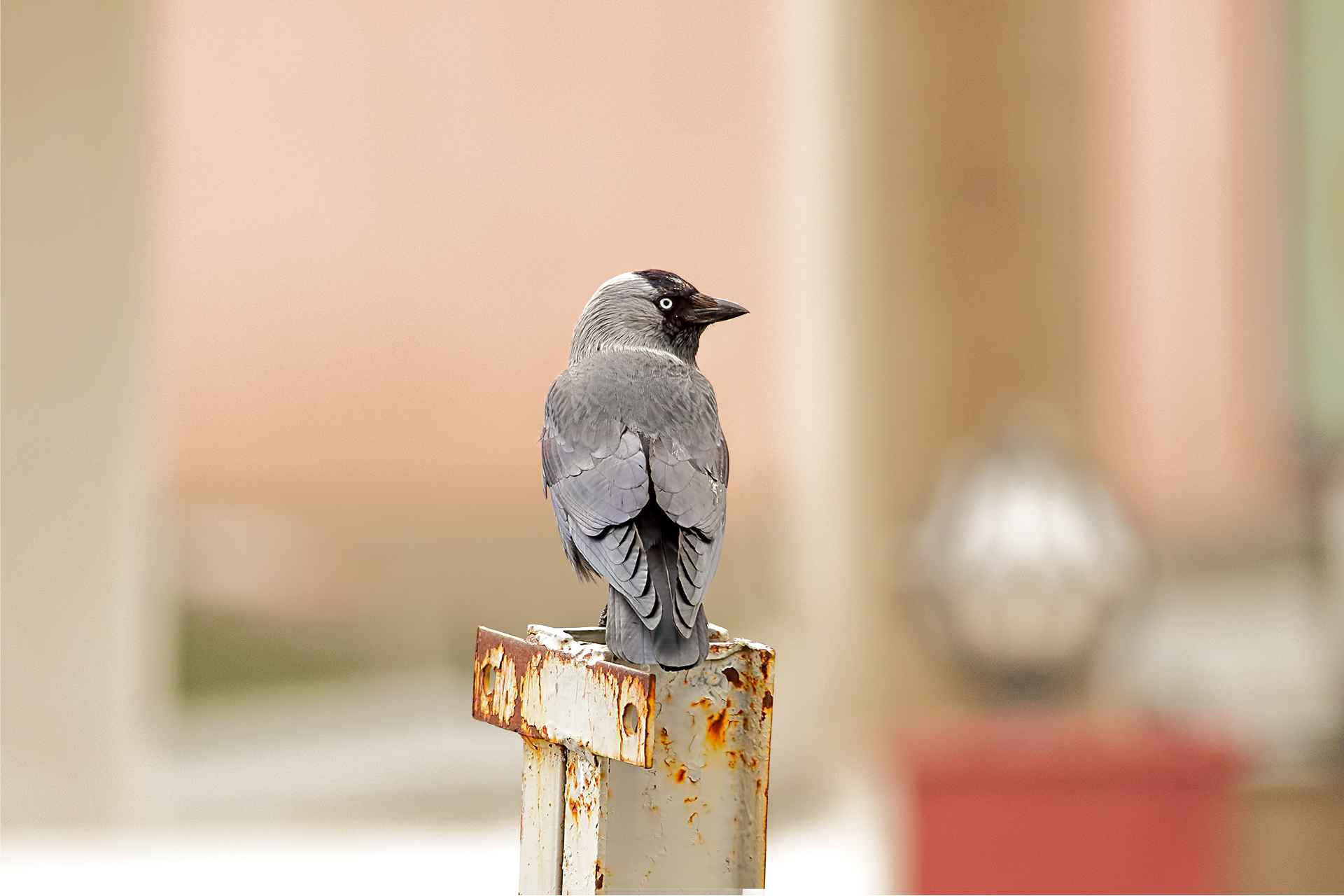 Eurasian Jackdaw