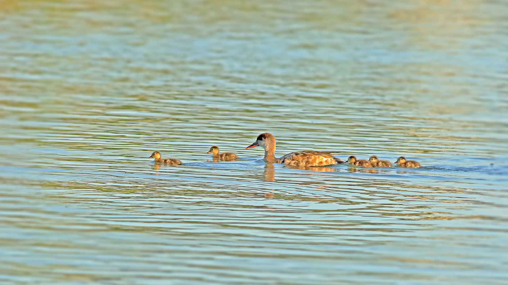 Red-crested Pochard