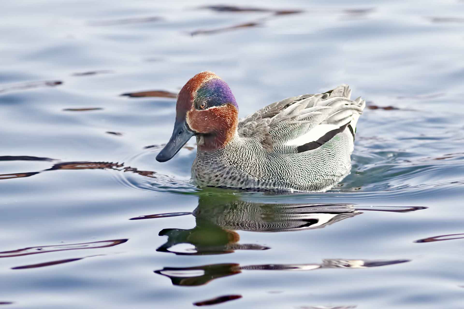 Green-winged Teal