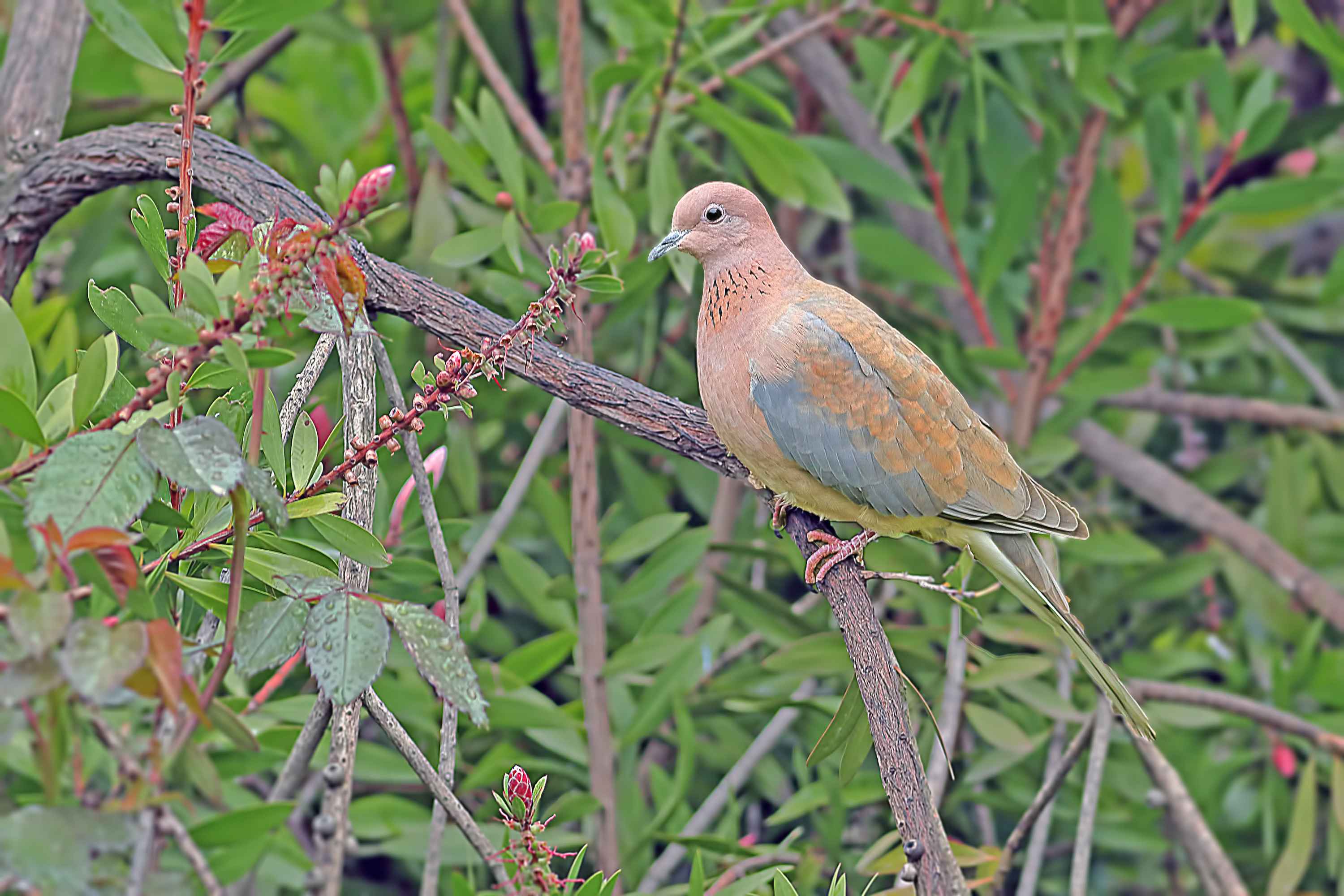 Laughing Dove