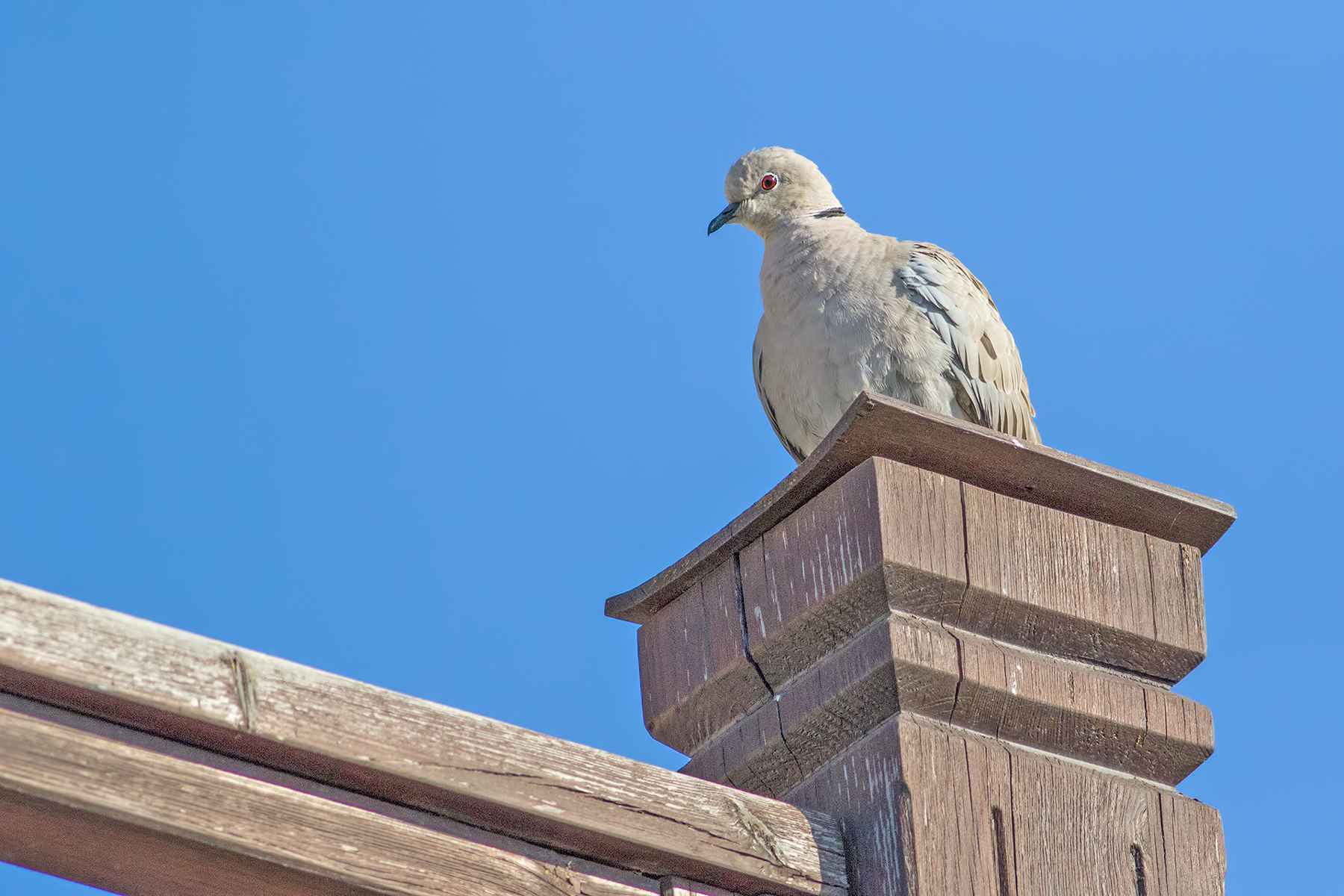 Eurasian Collared-Dove