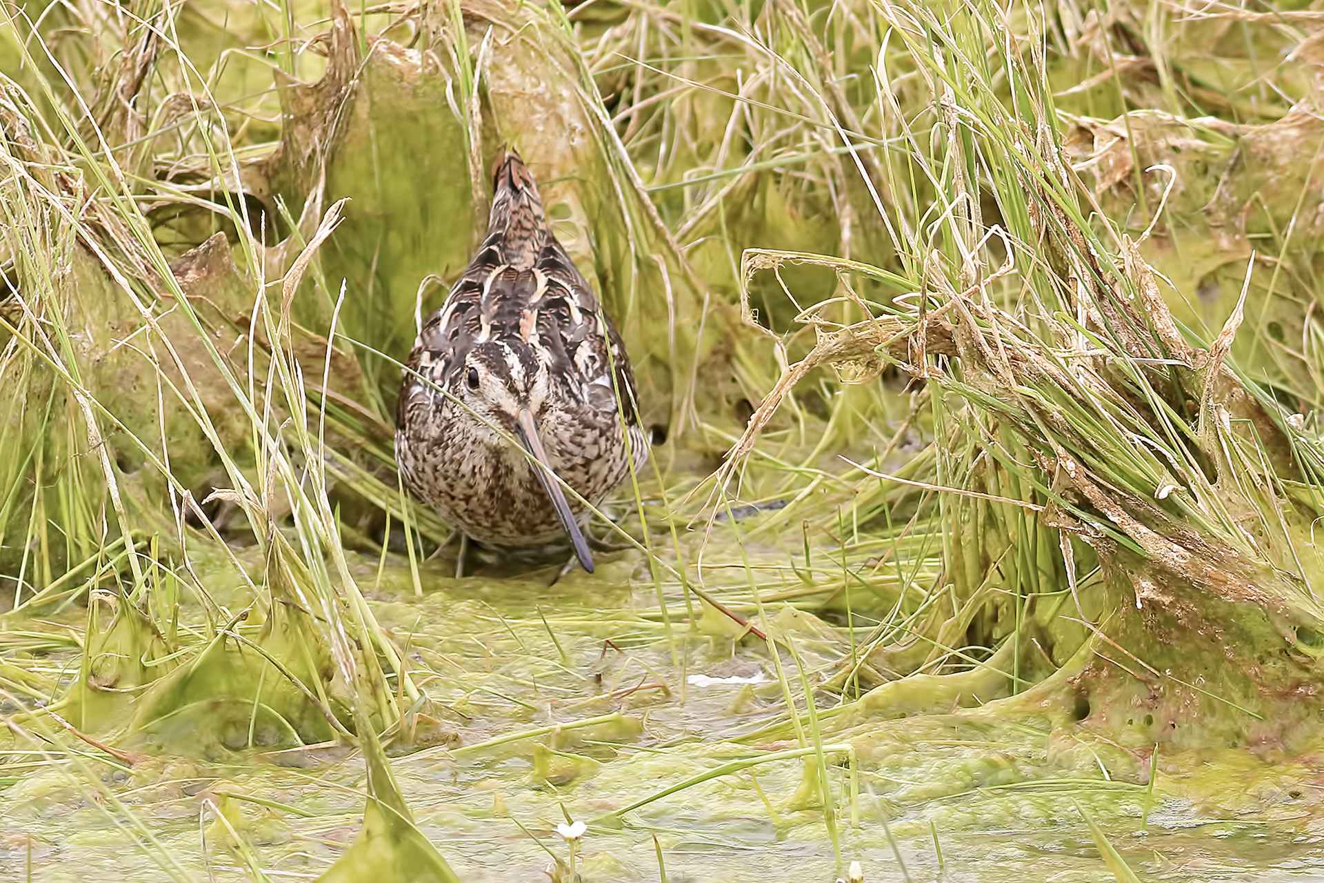 Common Snipe