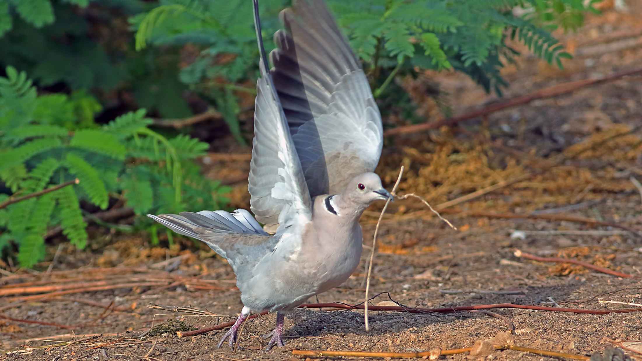 Eurasian Collared-Dove
