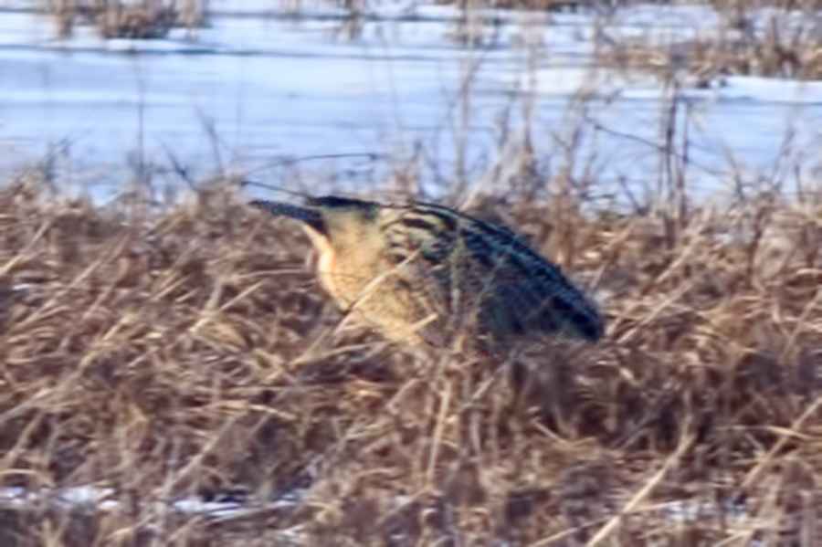 Little Bittern