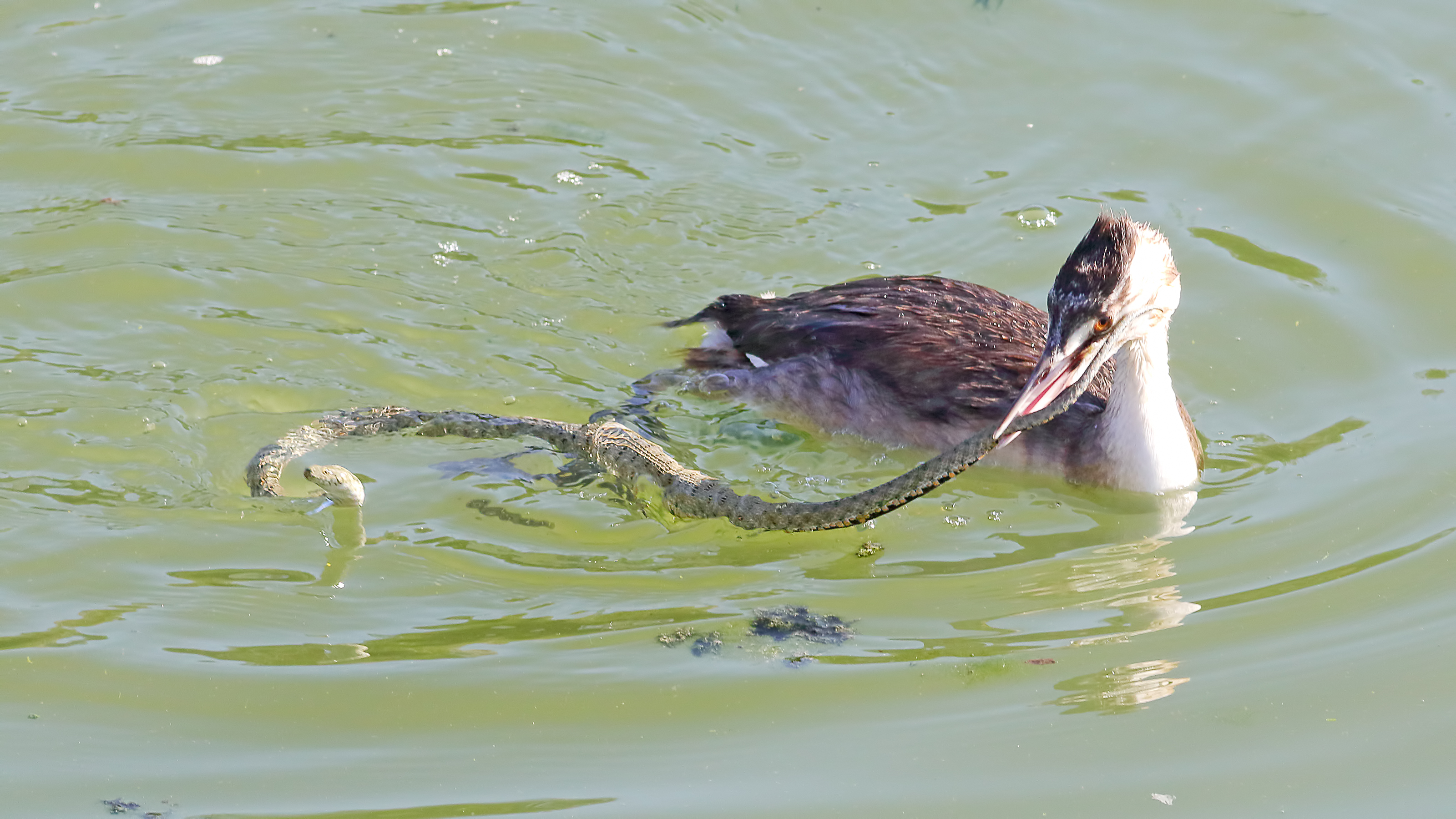 Great Crested Grebe