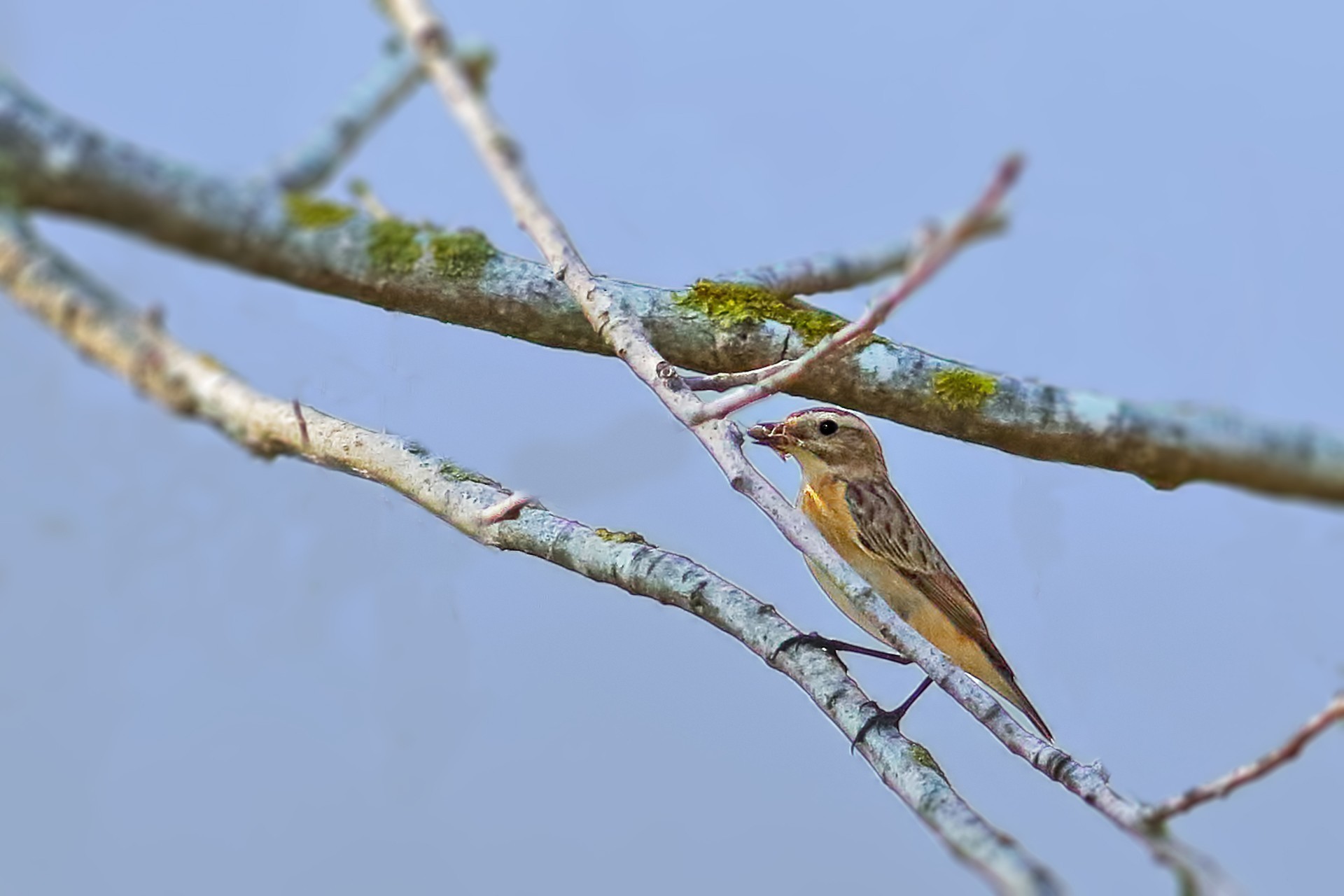Whinchat