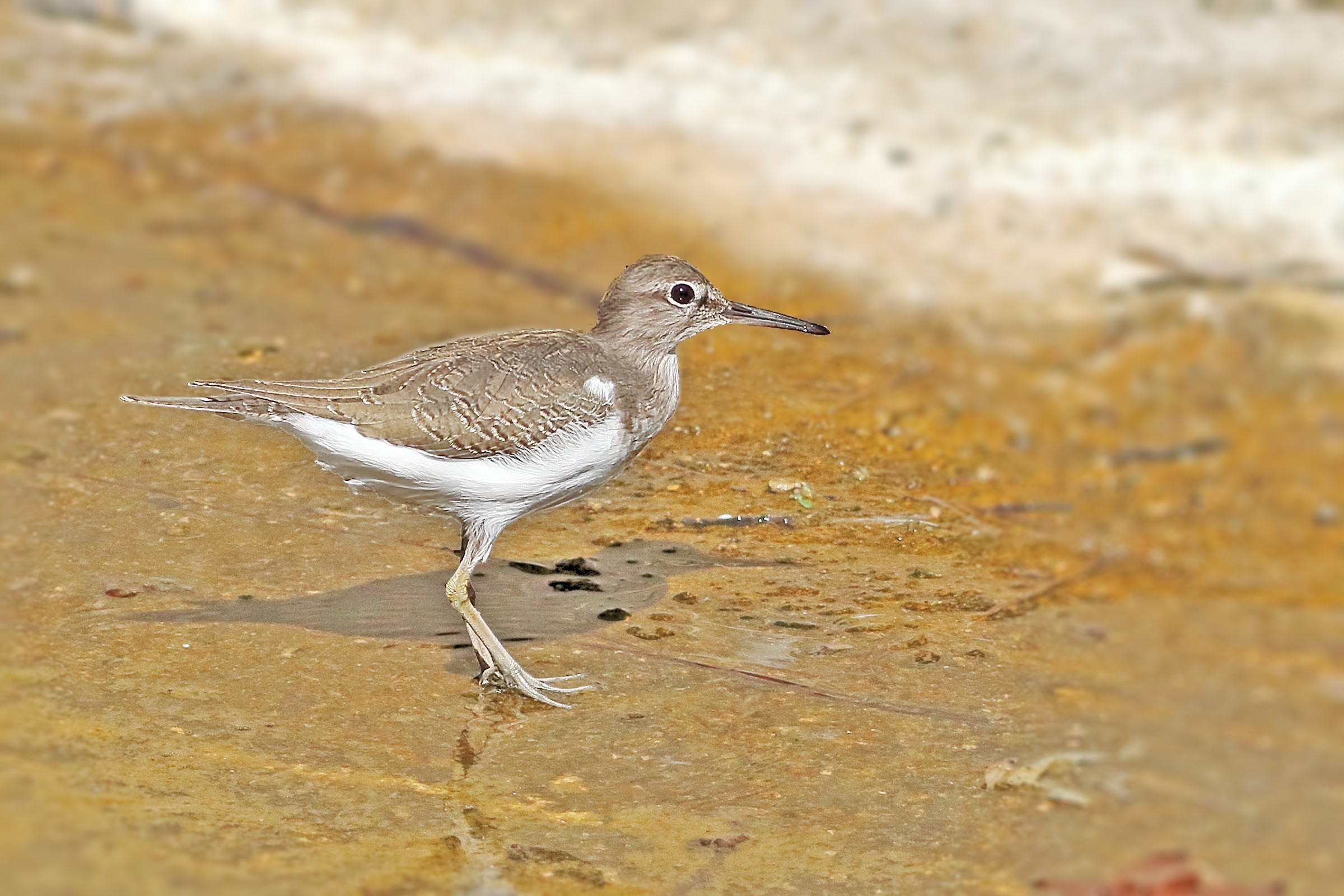 Common Sandpiper