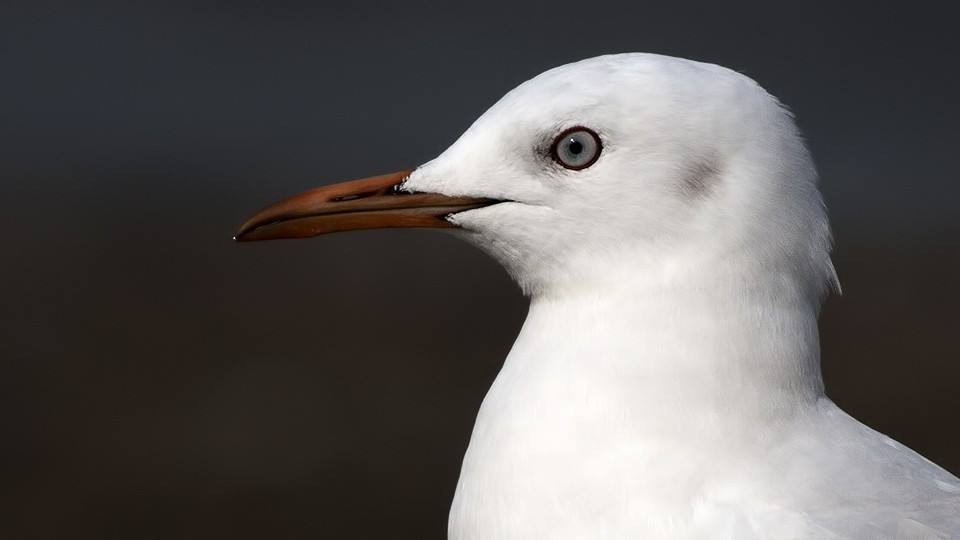 Black-headed Gull