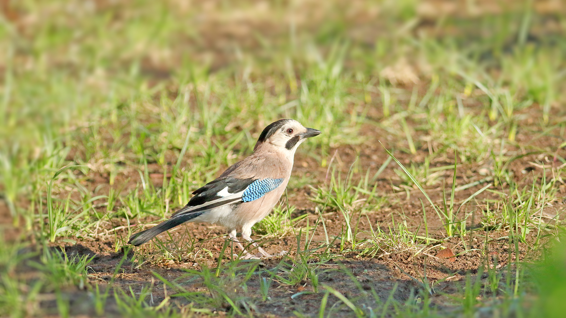 Eurasian Jay