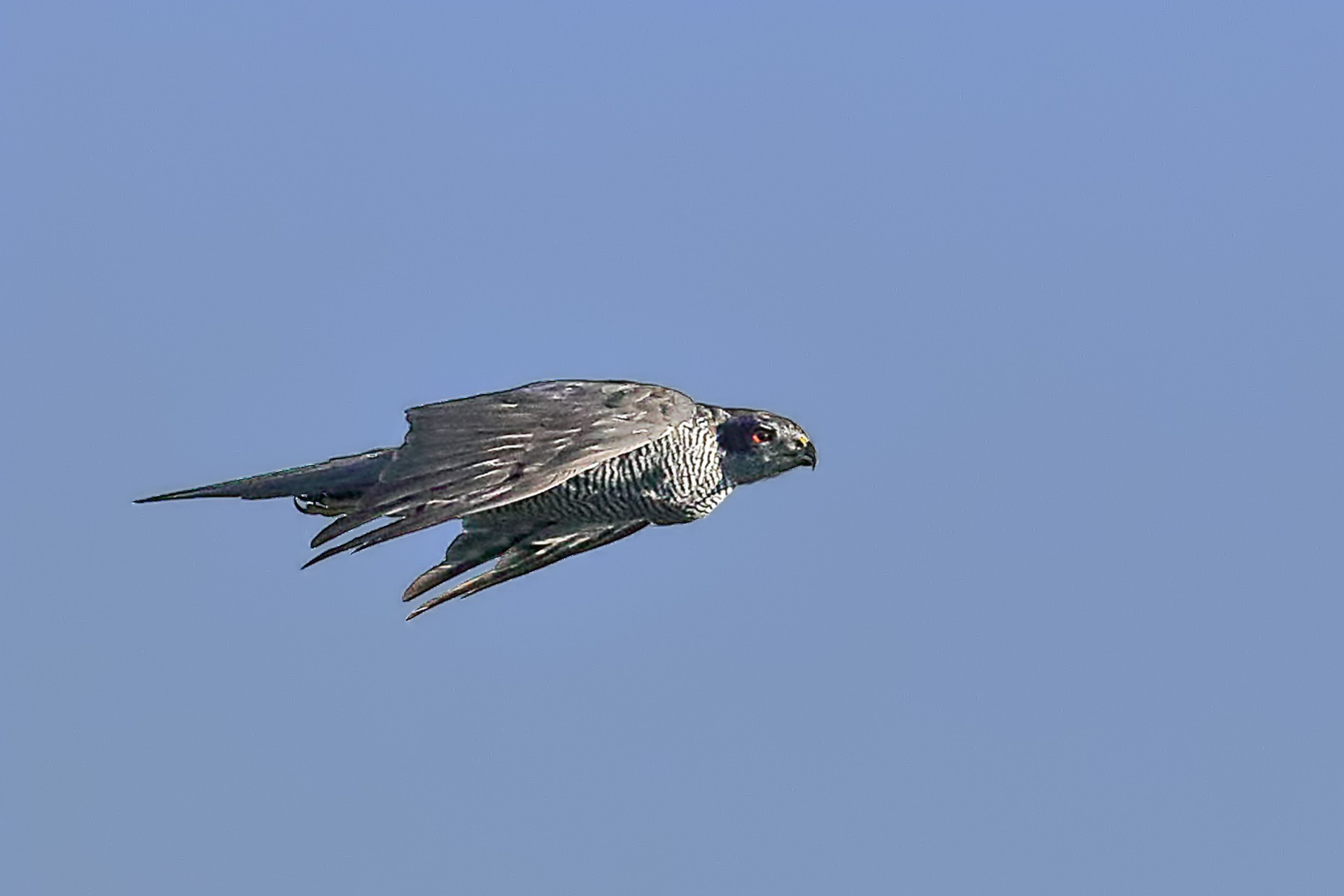 Eurasian Sparrowhawk