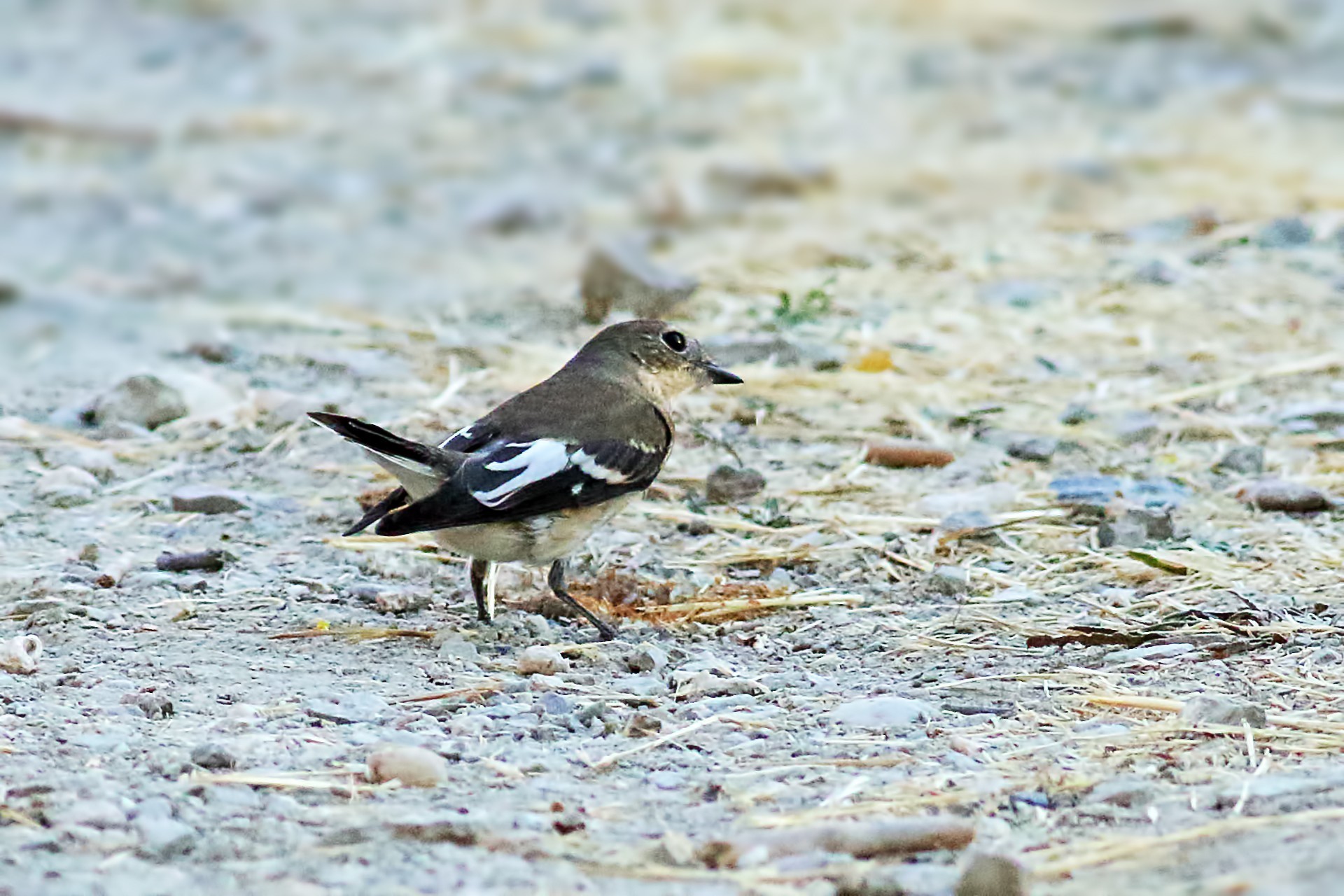 Semicollared Flycatcher
