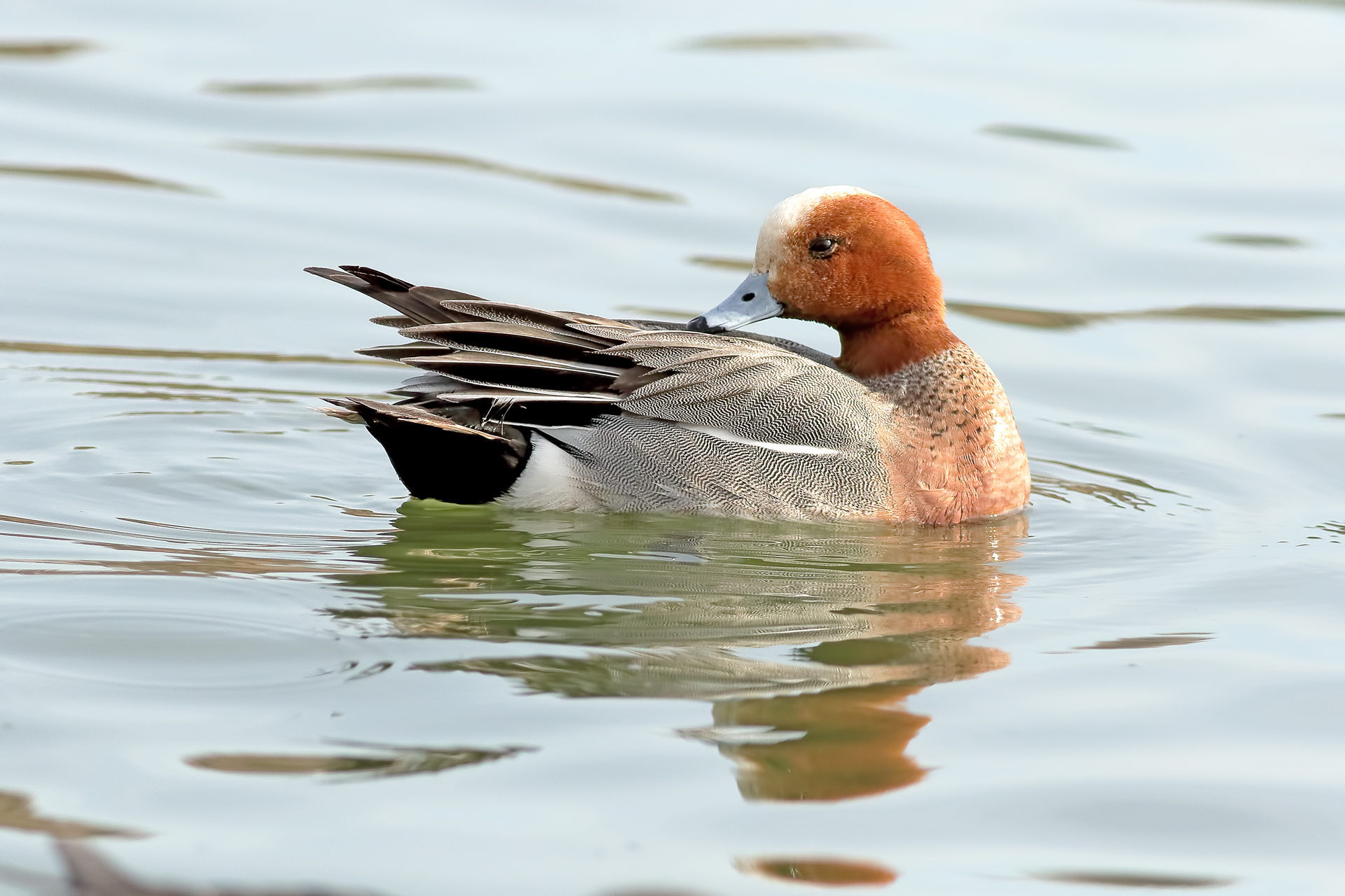 Eurasian Wigeon