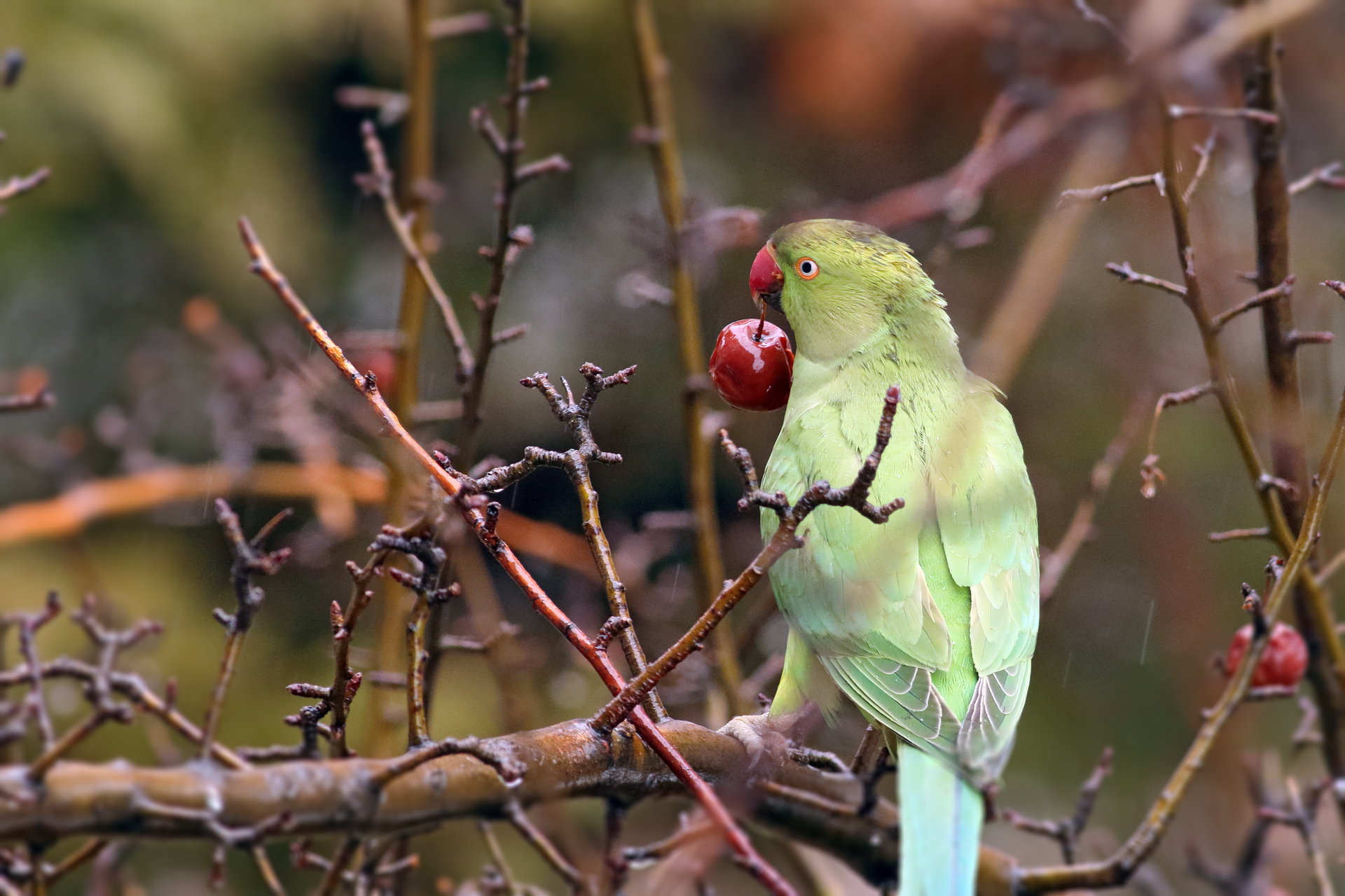 Rose-ringed Parakeet