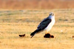 Pallid Harrier