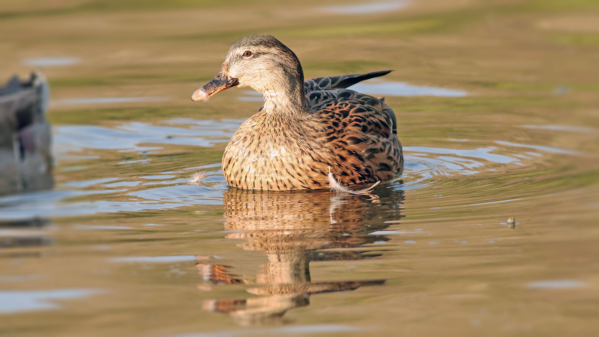 Mallard