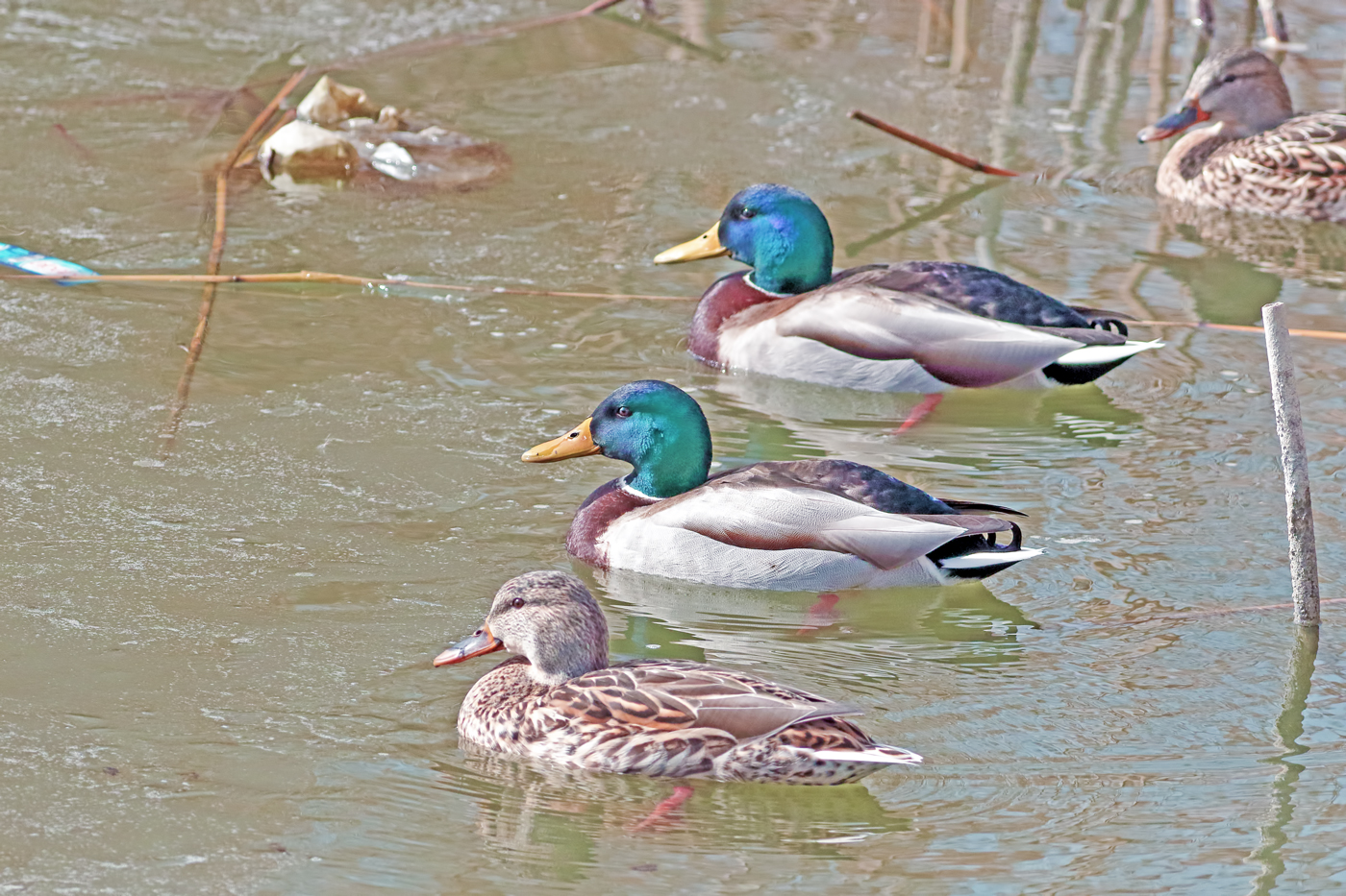 Mallard