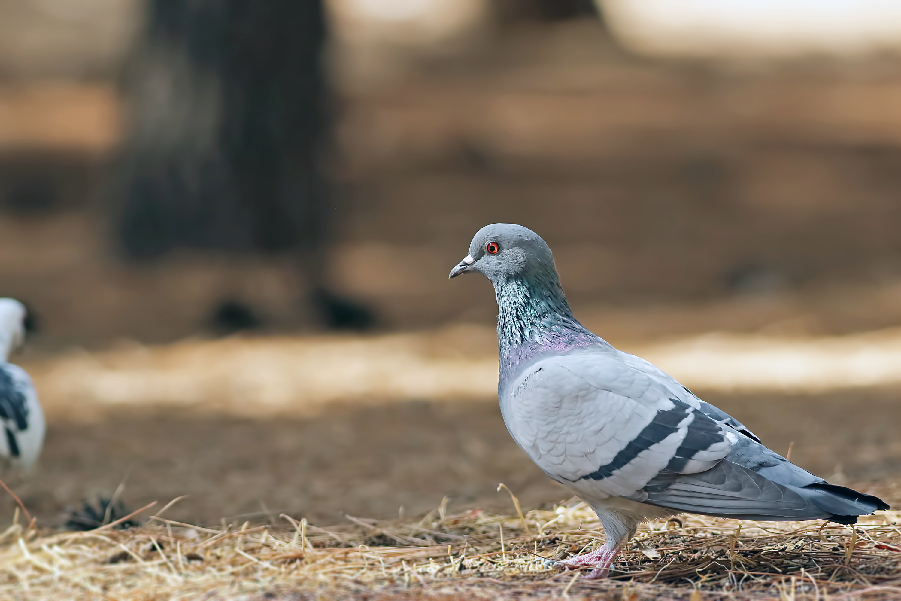 Rock Pigeon