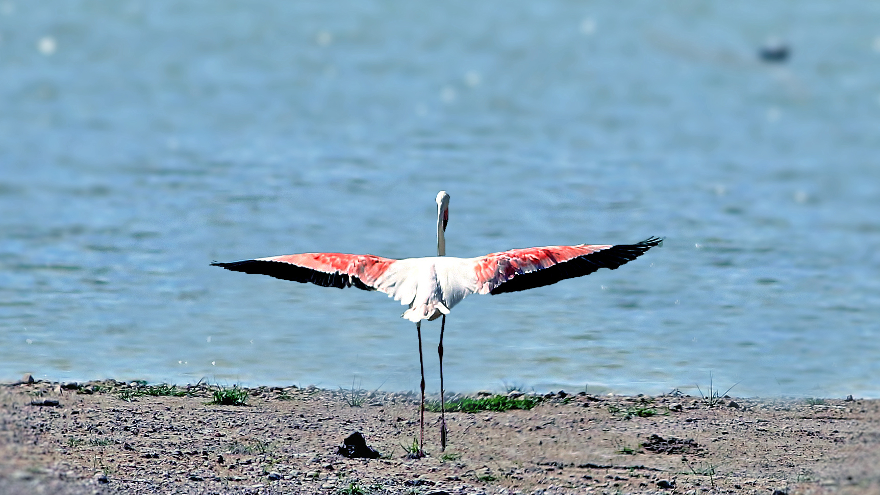 Greater Flamingo