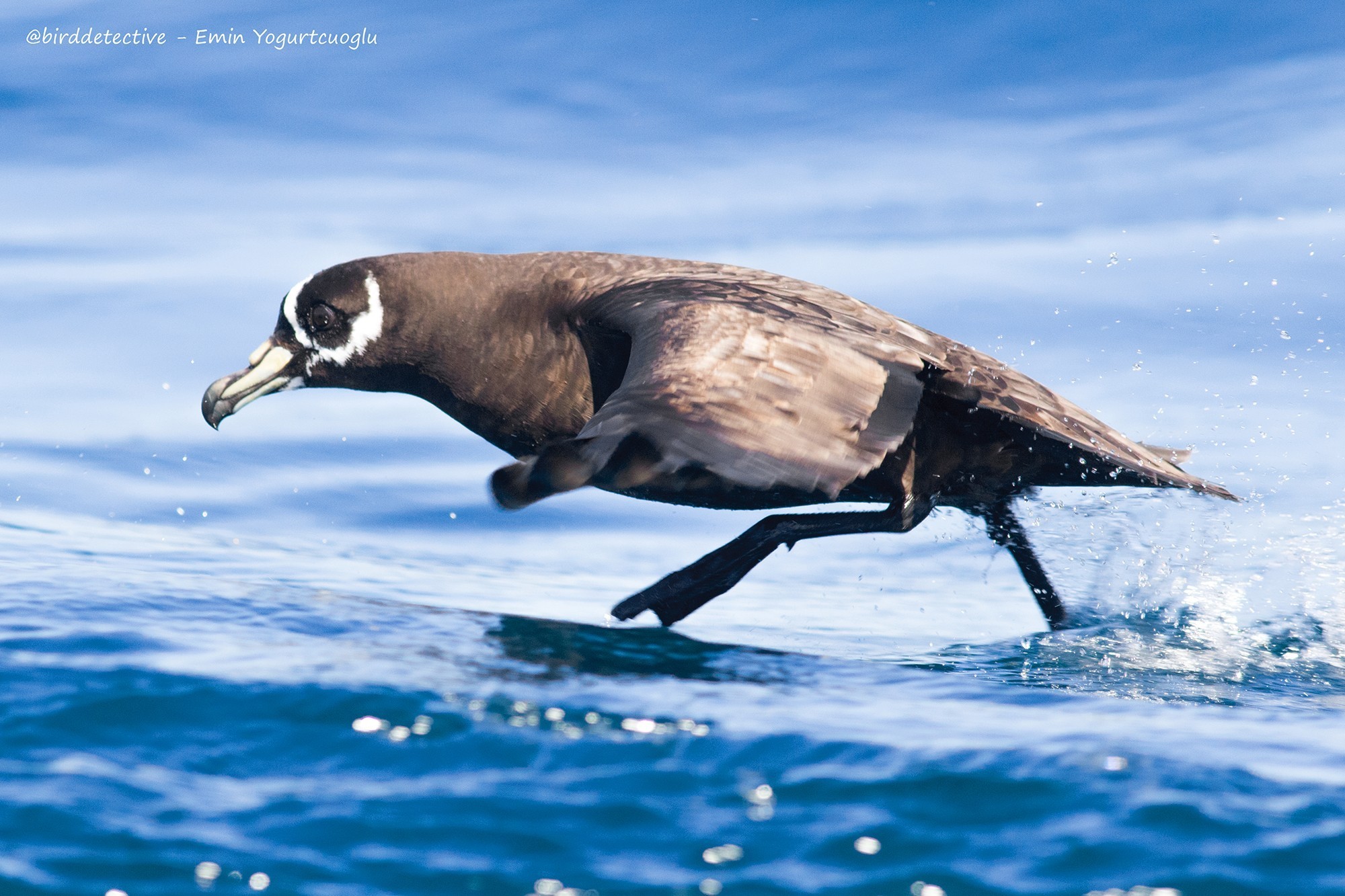Spectacled Petrel — Ana fotoğraf