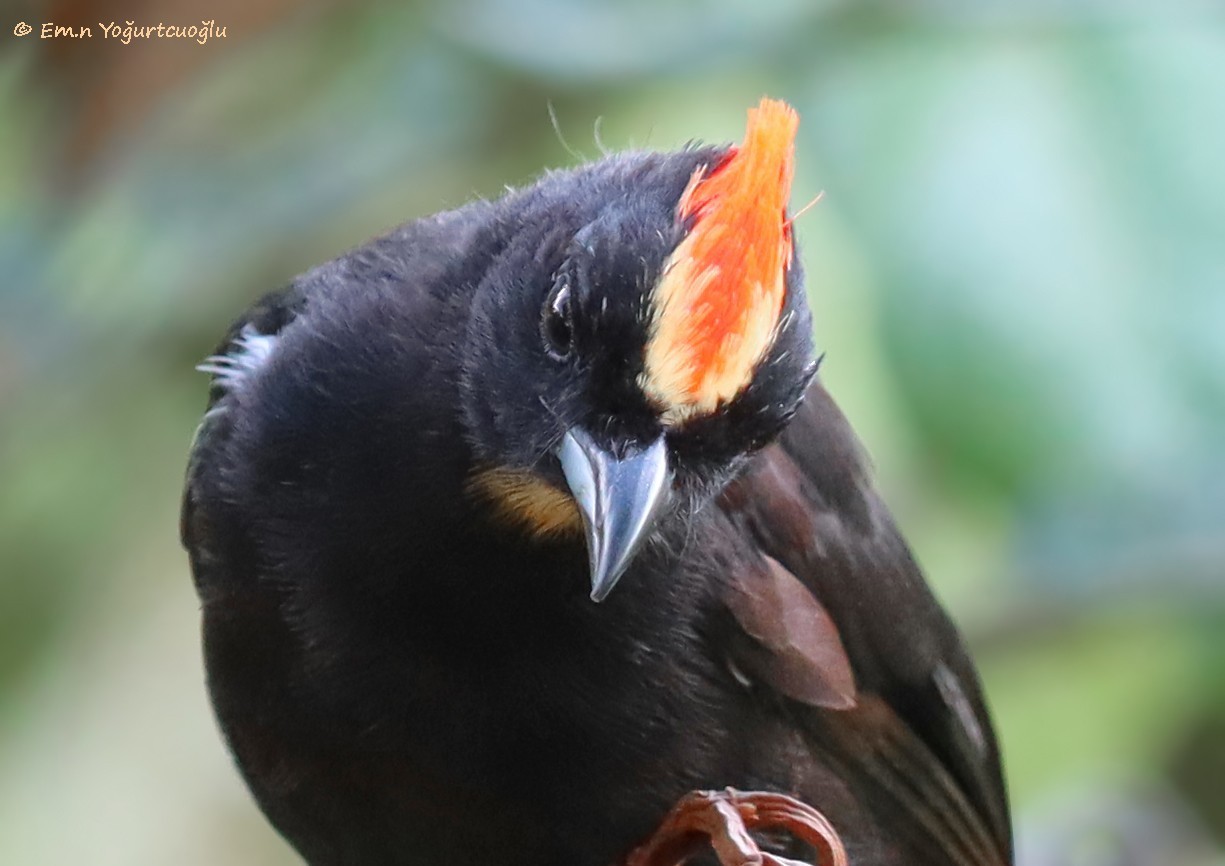 Flame-crested Tanager — Ana fotoğraf