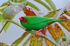Grass-green Tanager