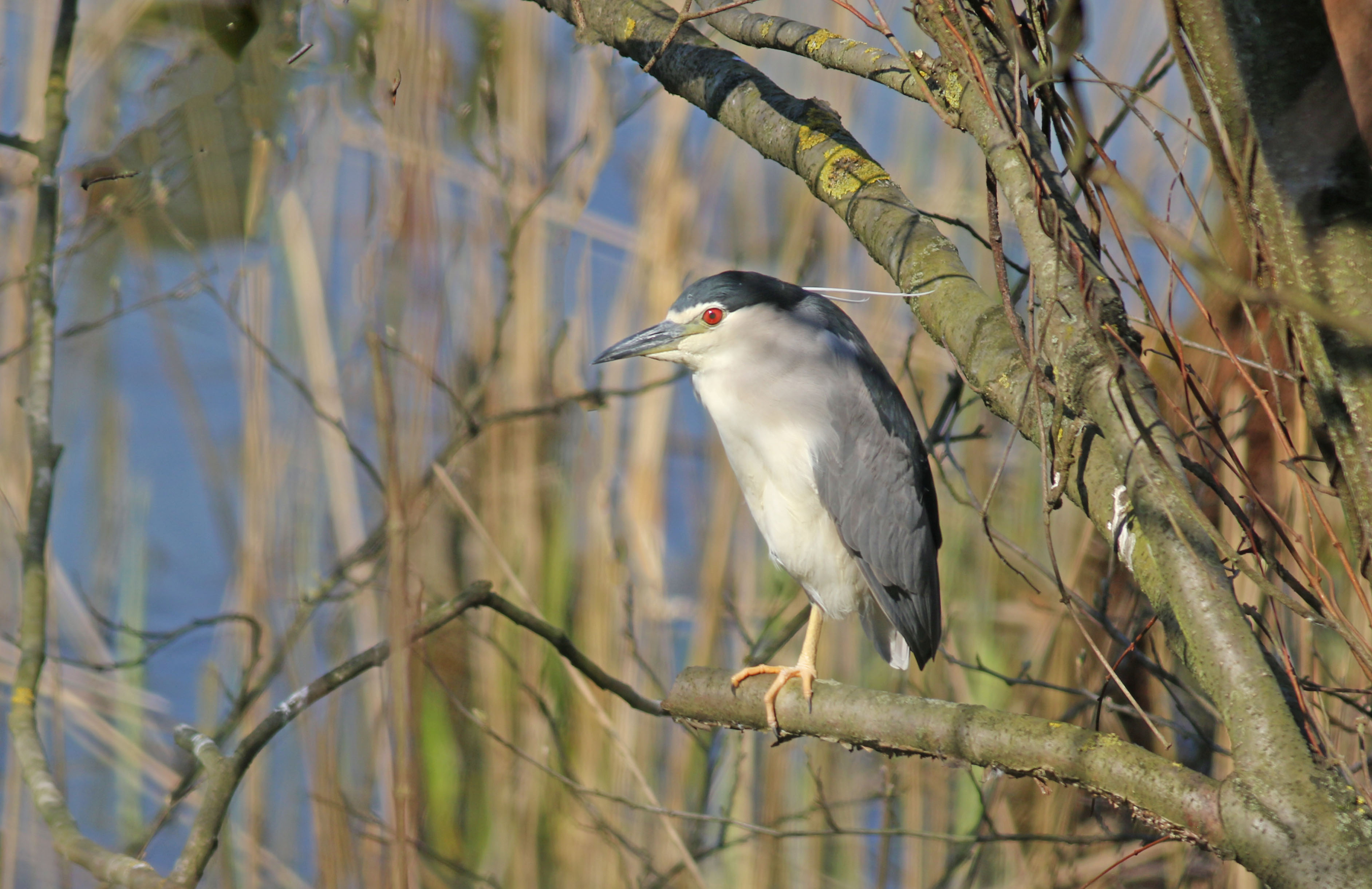Black-crowned Night-Heron