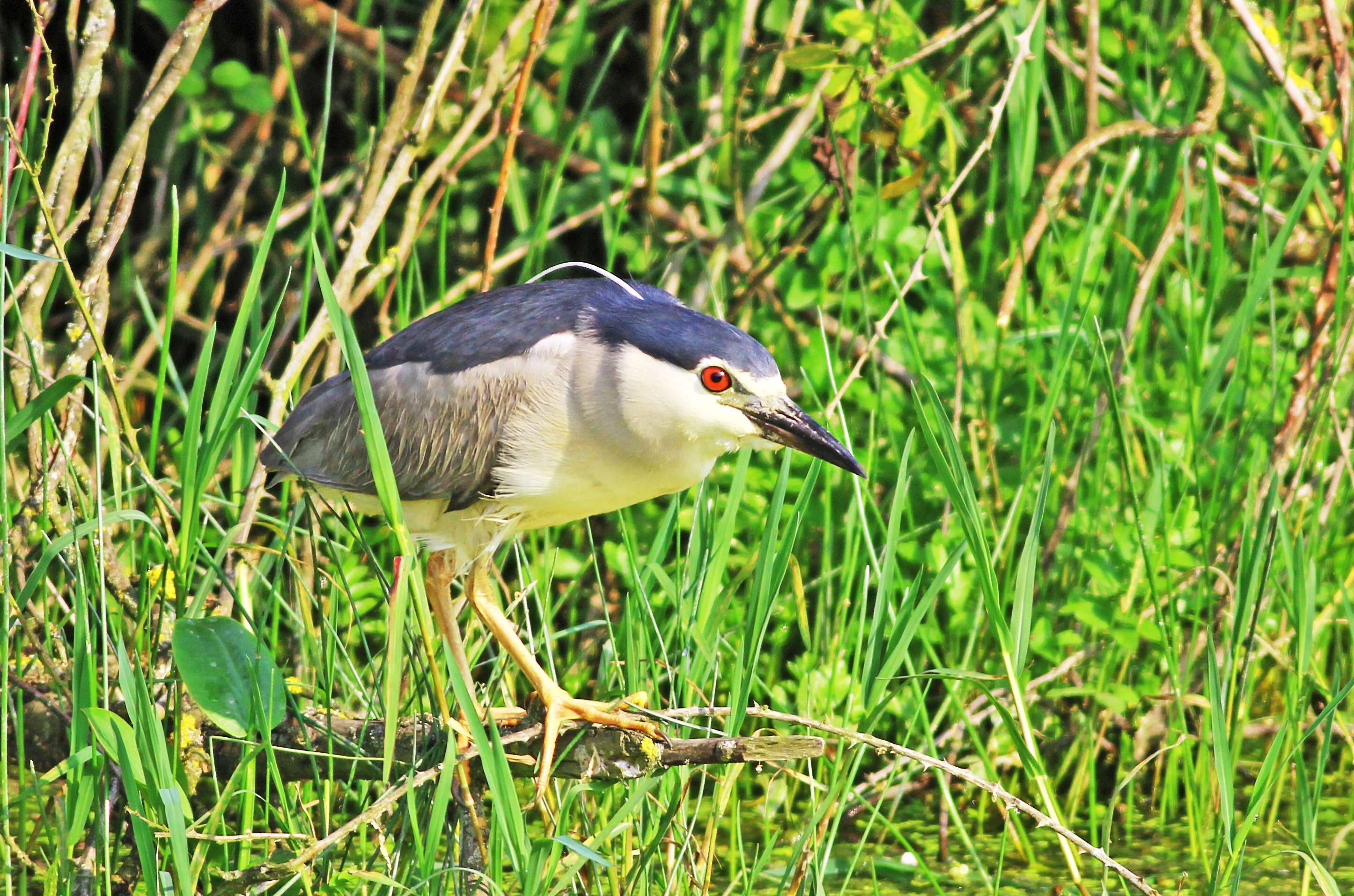 Black-crowned Night-Heron