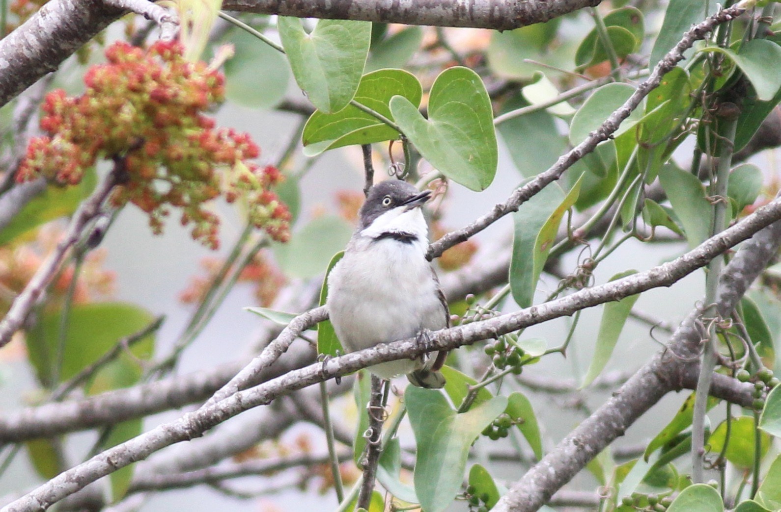 Eastern Orphean Warbler