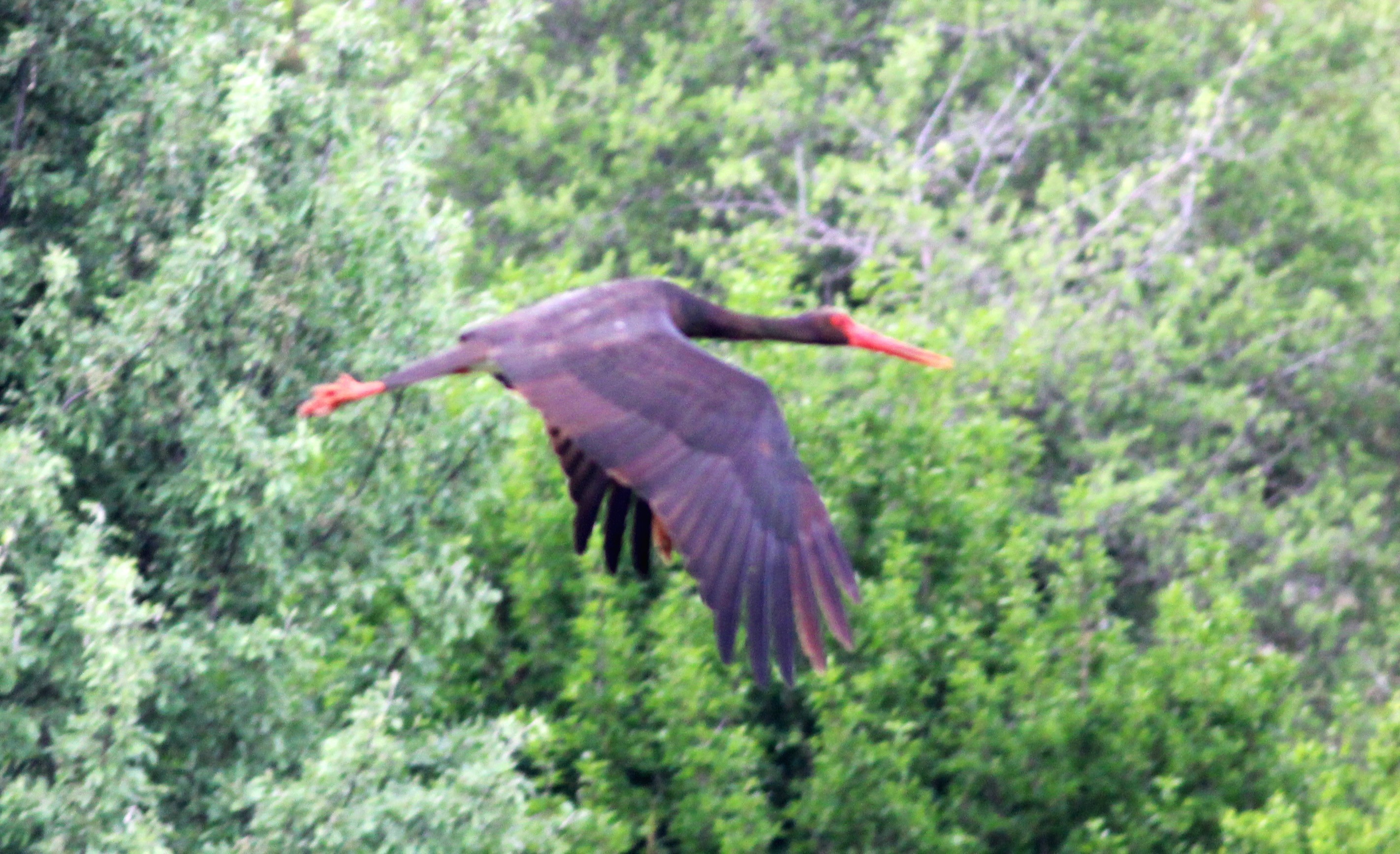 Black Stork