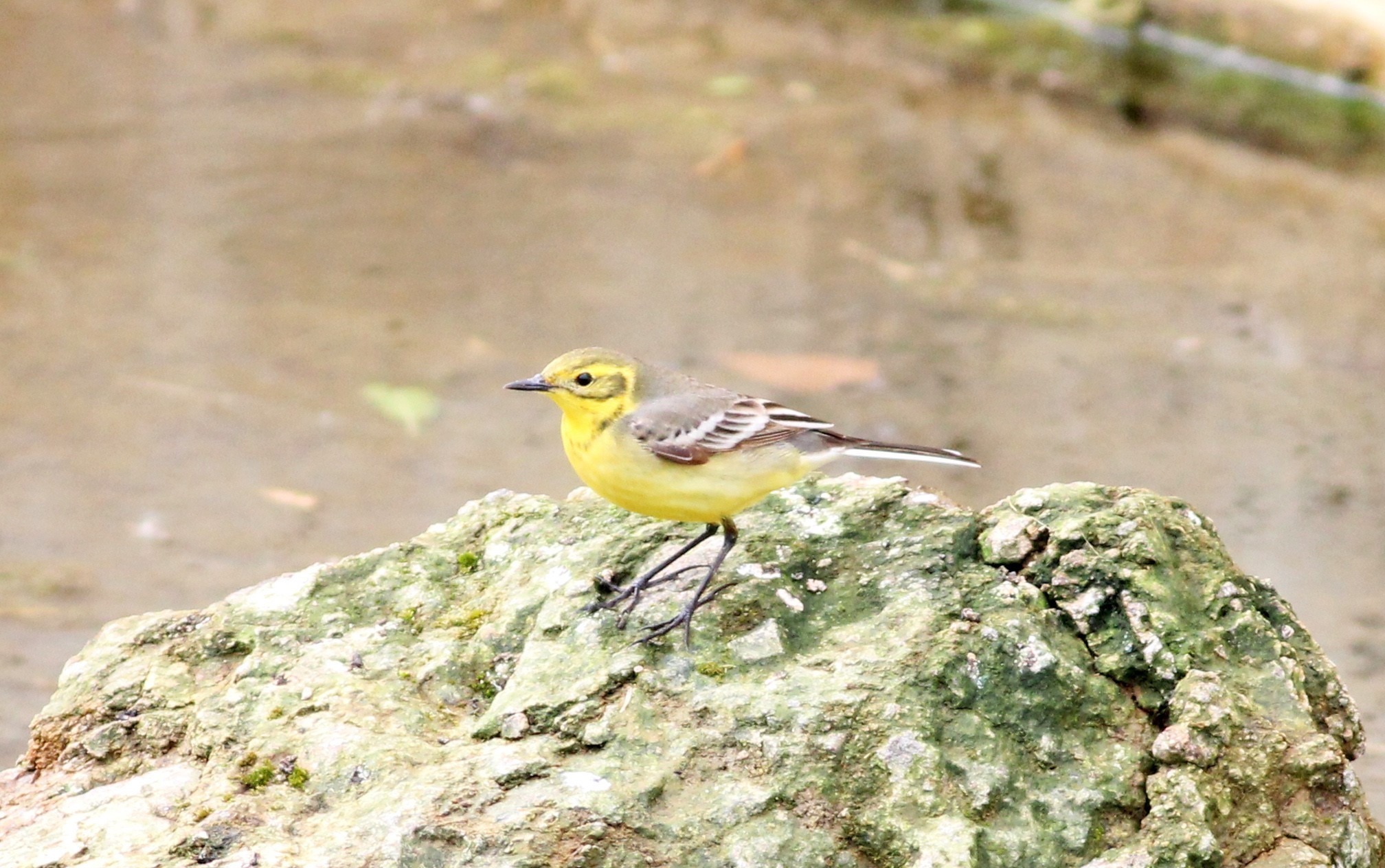 Citrine Wagtail