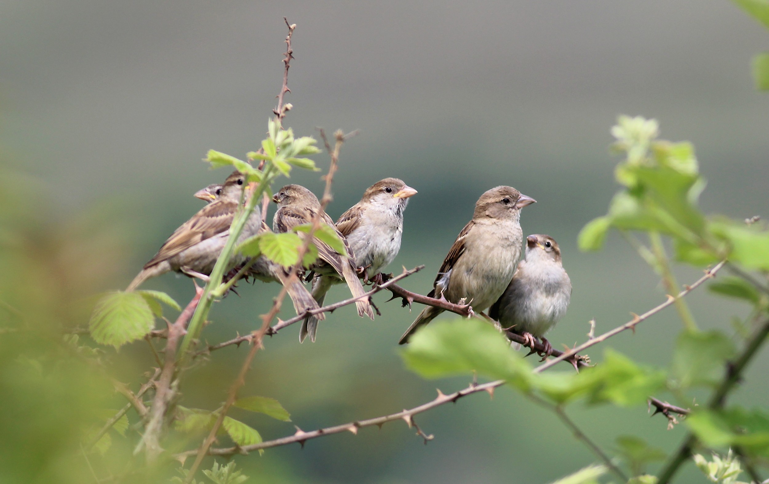 House Sparrow