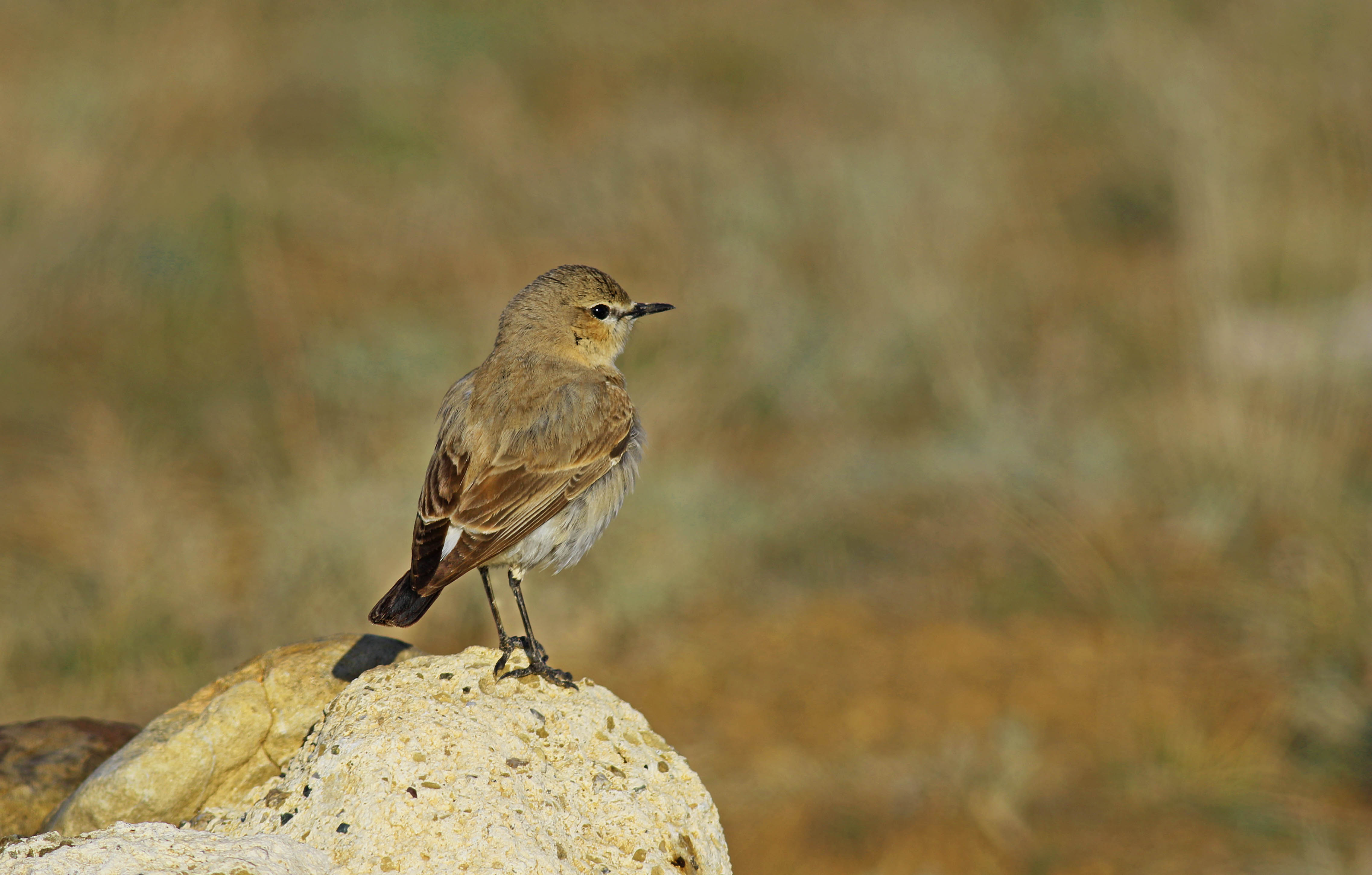 Northern Wheatear