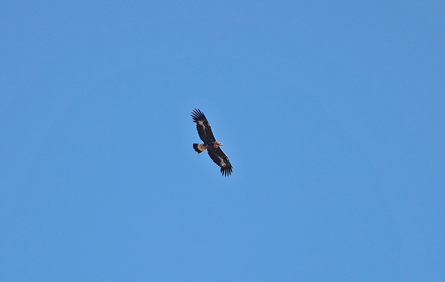 Golden Eagle