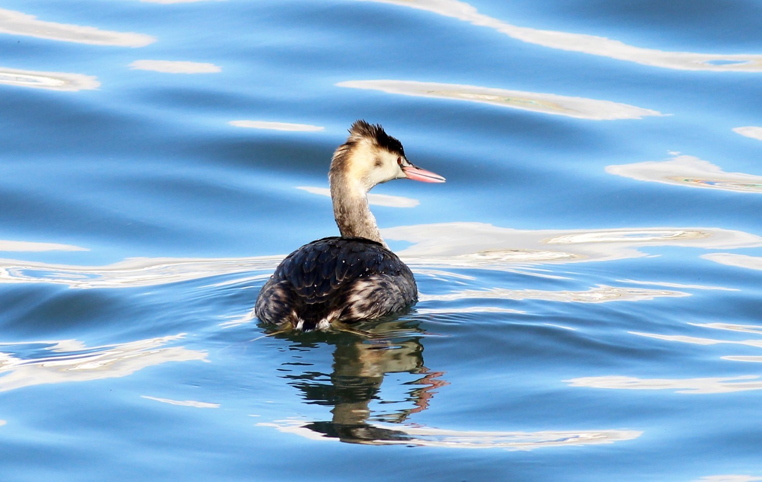 Great Crested Grebe