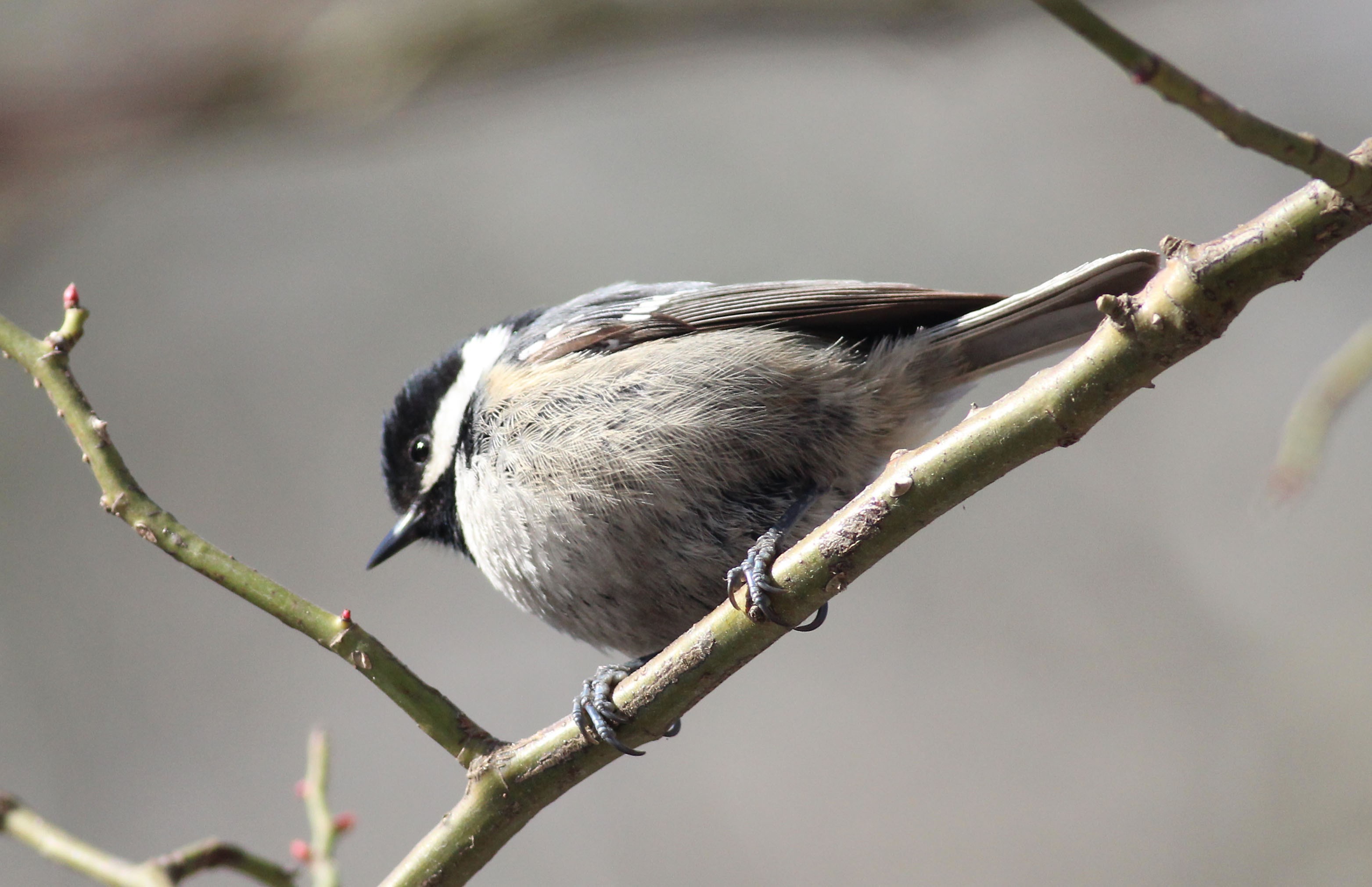 Coal Tit