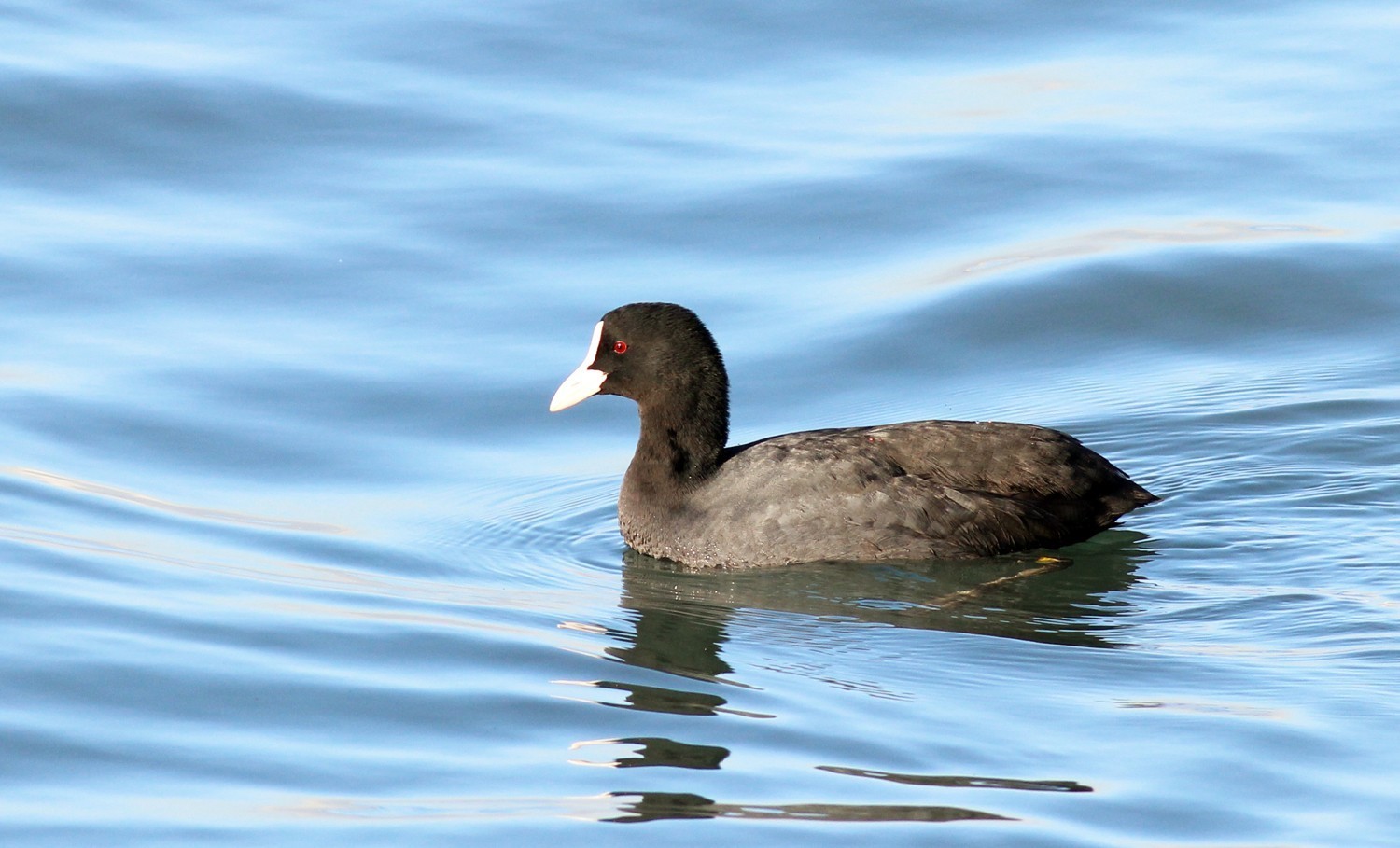 Common Coot