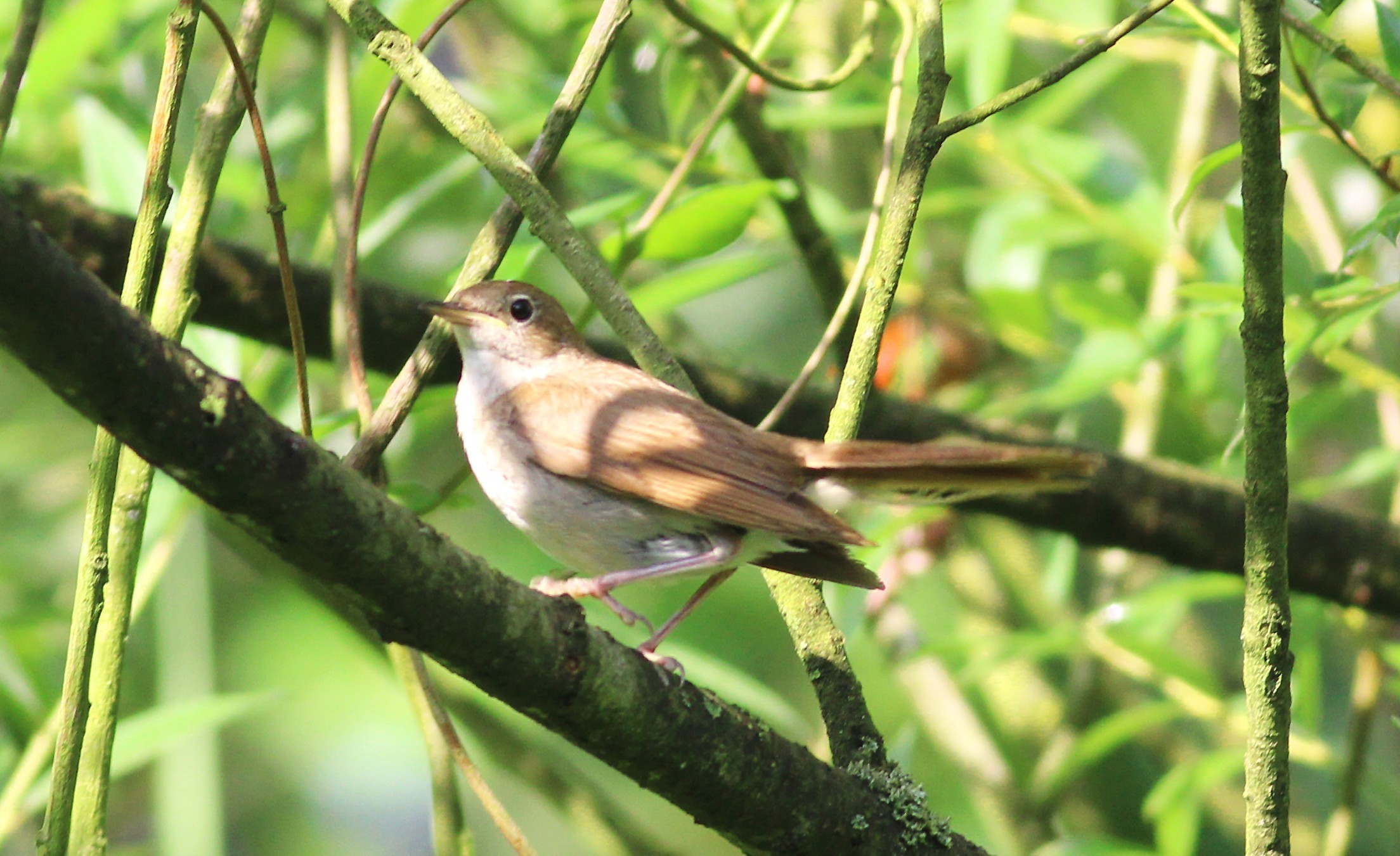 Common Nightingale