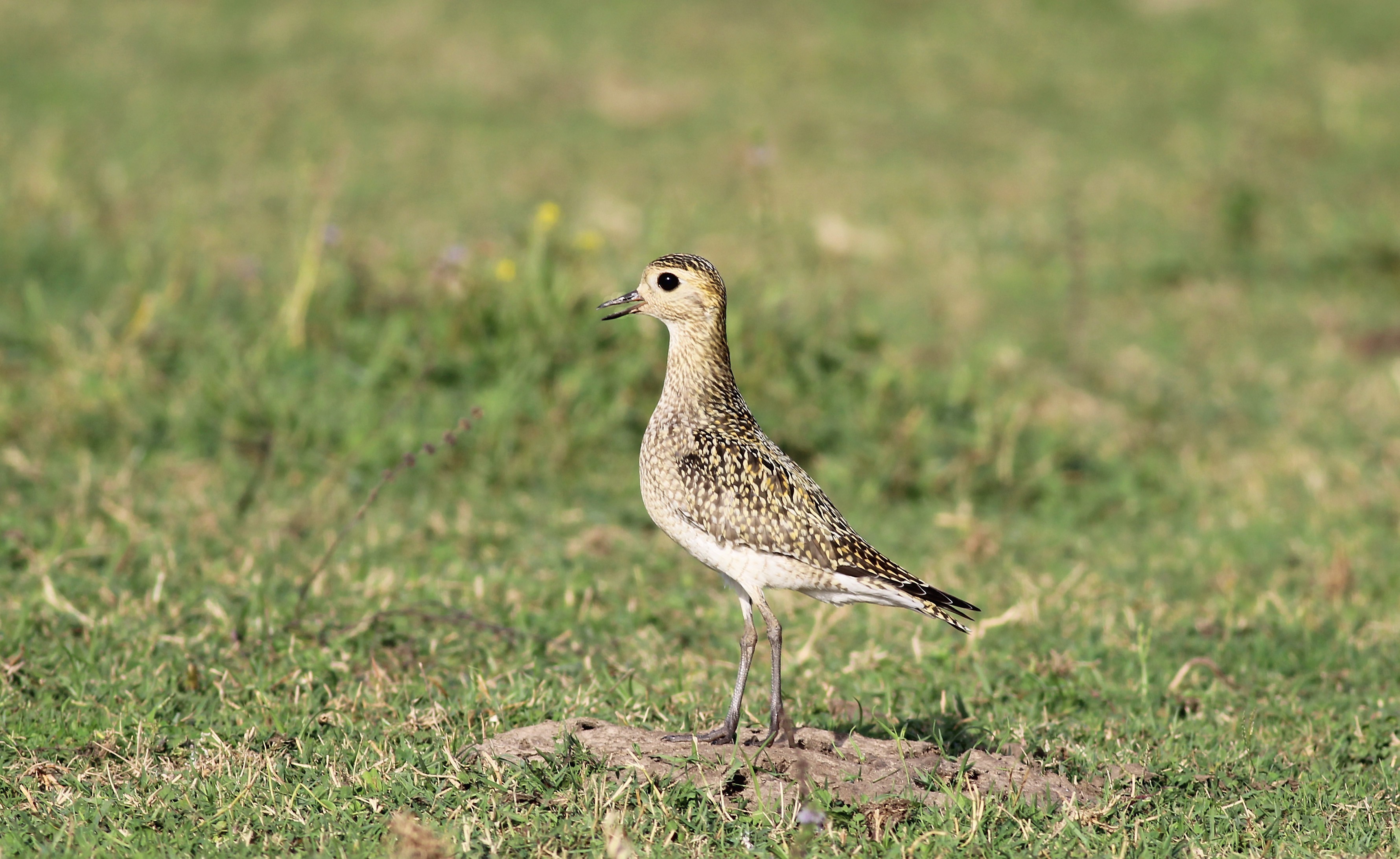European Golden-Plover