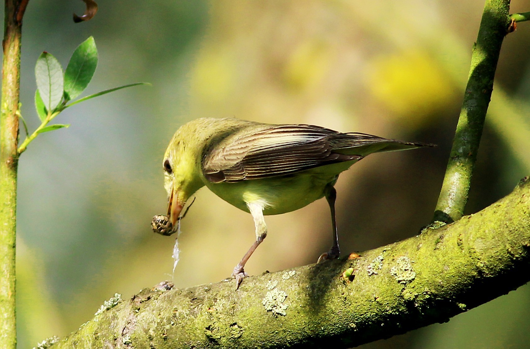 Icterine Warbler