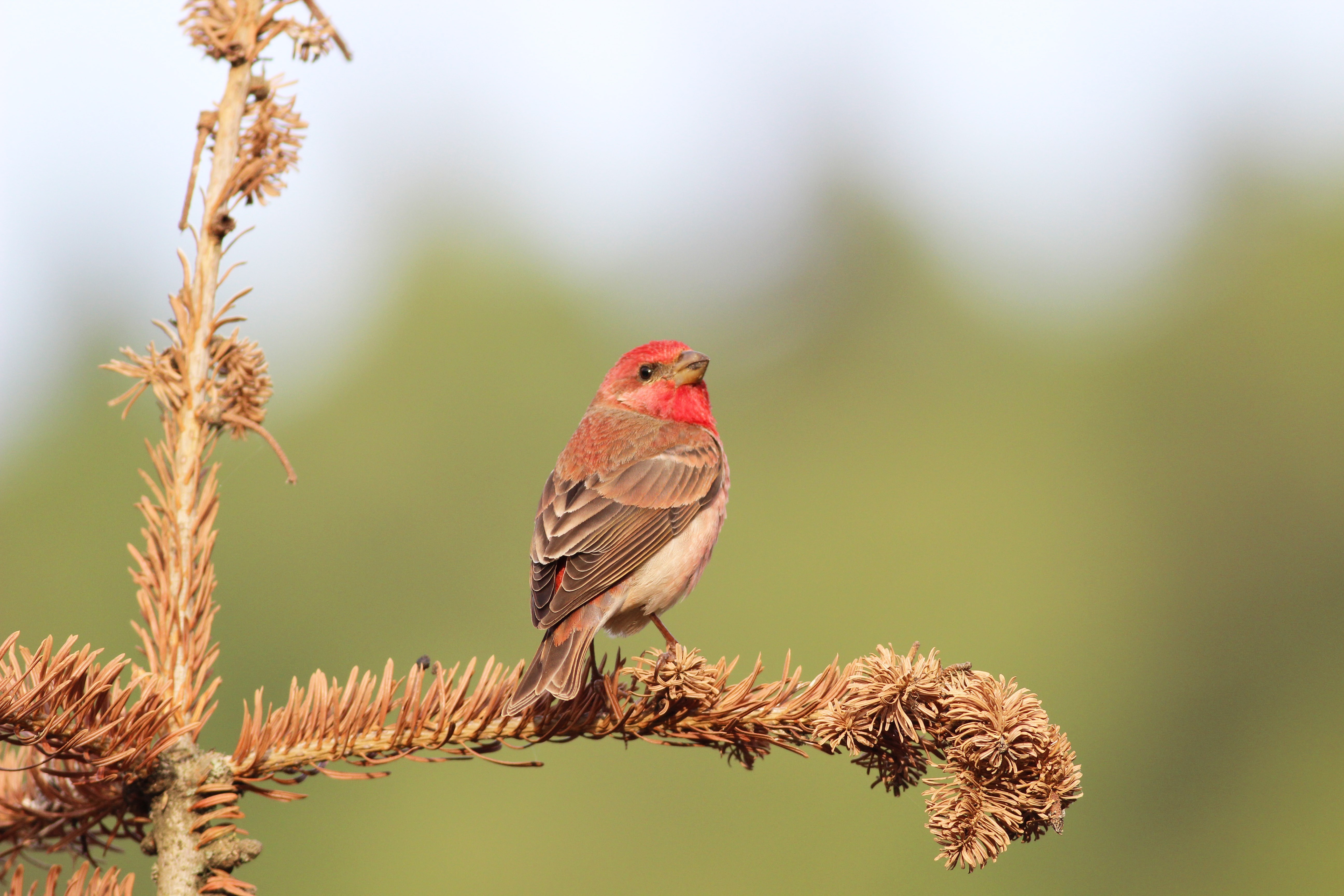 Common Rosefinch