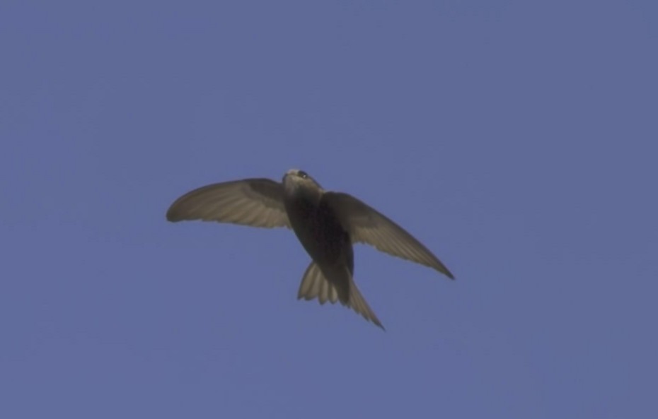 Pallid Swift — Ana fotoğraf