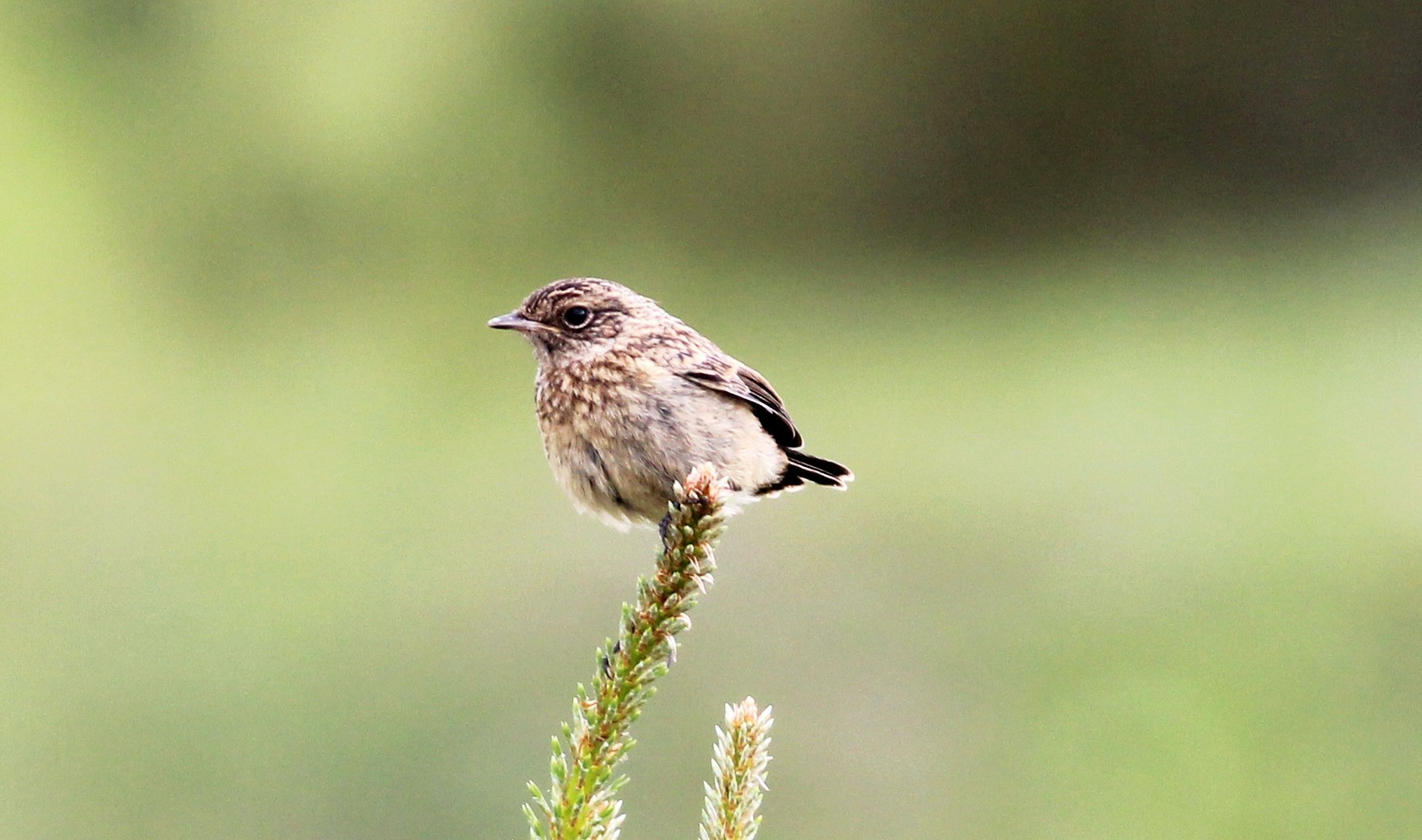 European Stonechat