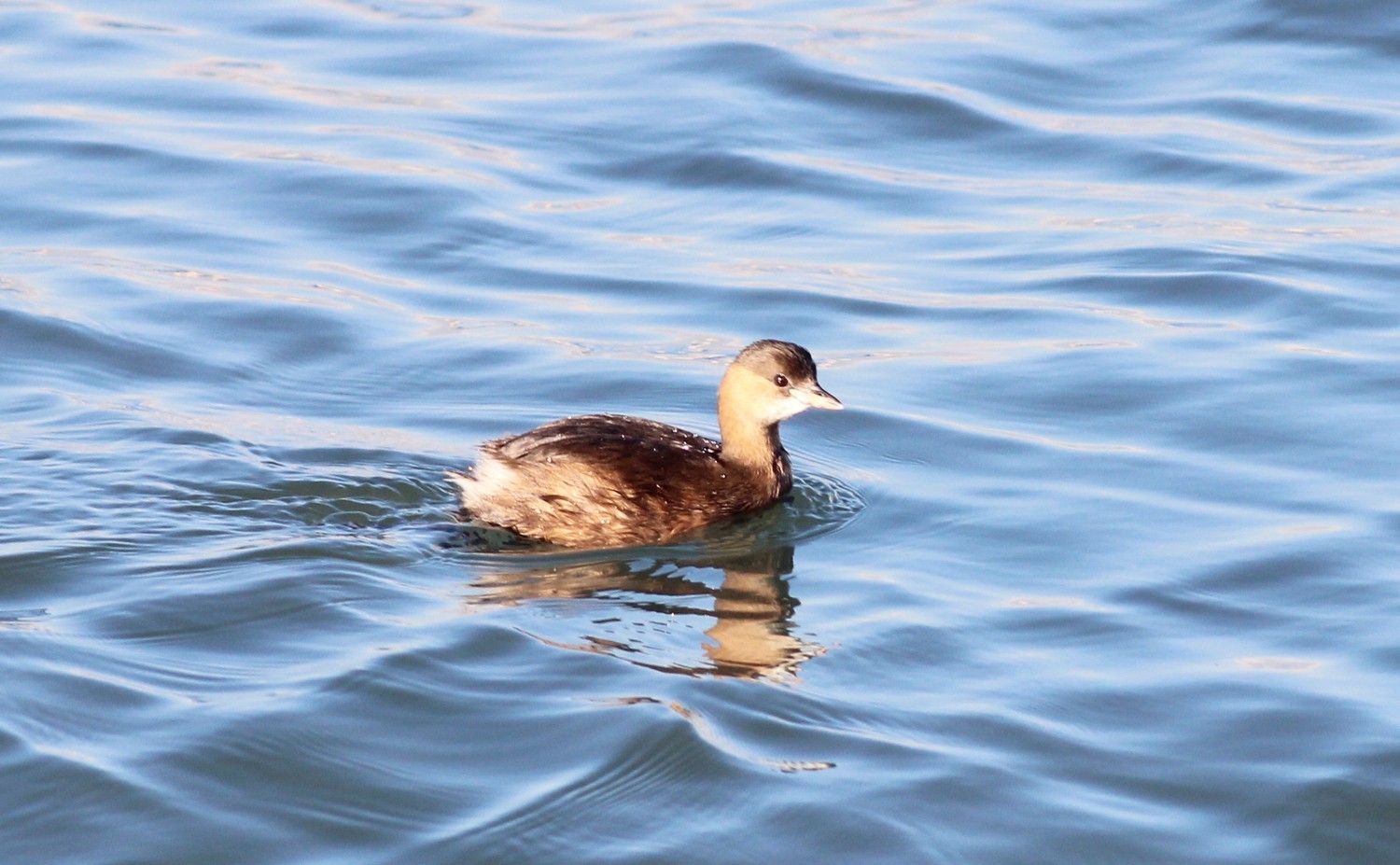 Little Grebe