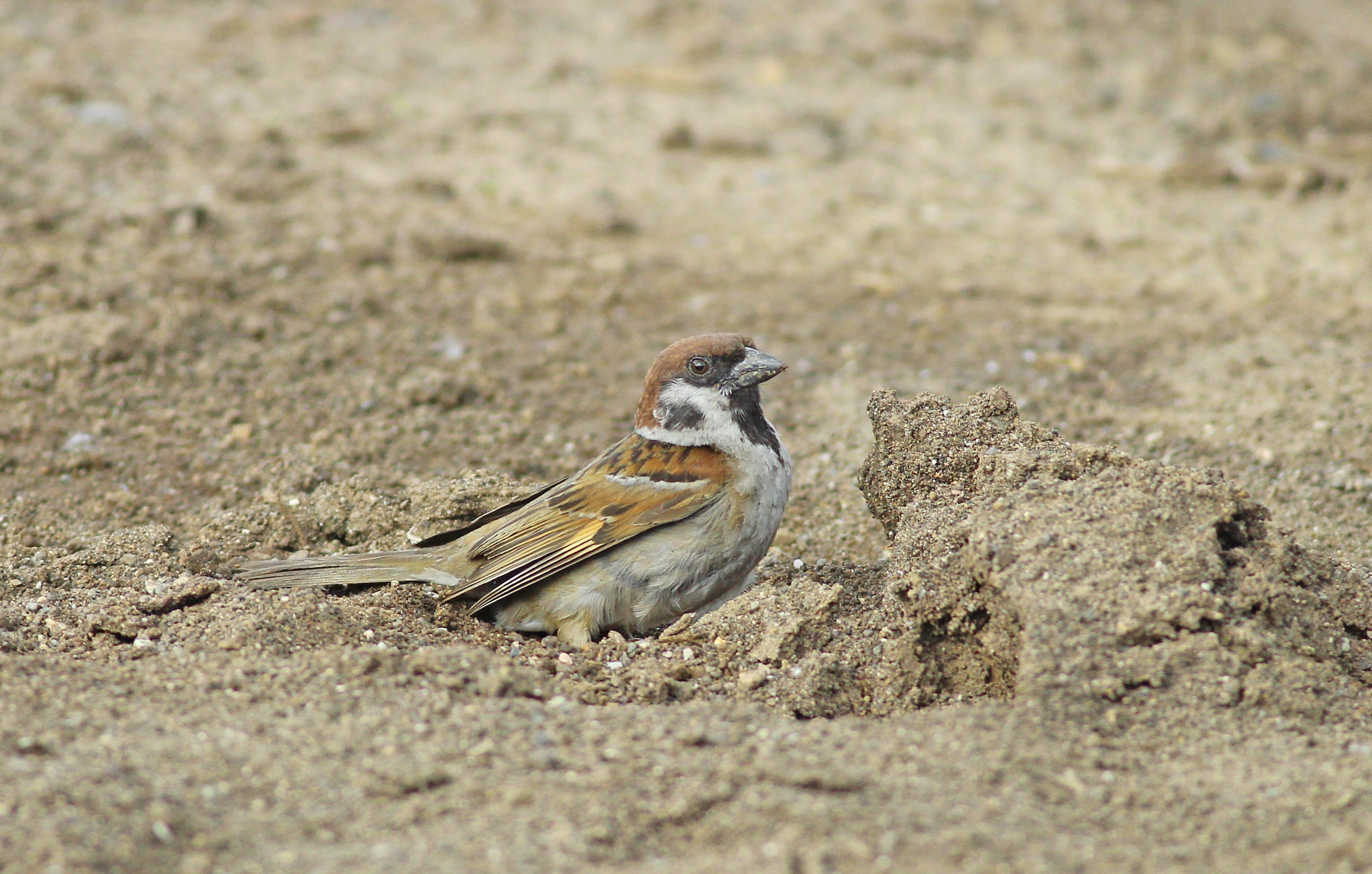 Eurasian Tree Sparrow