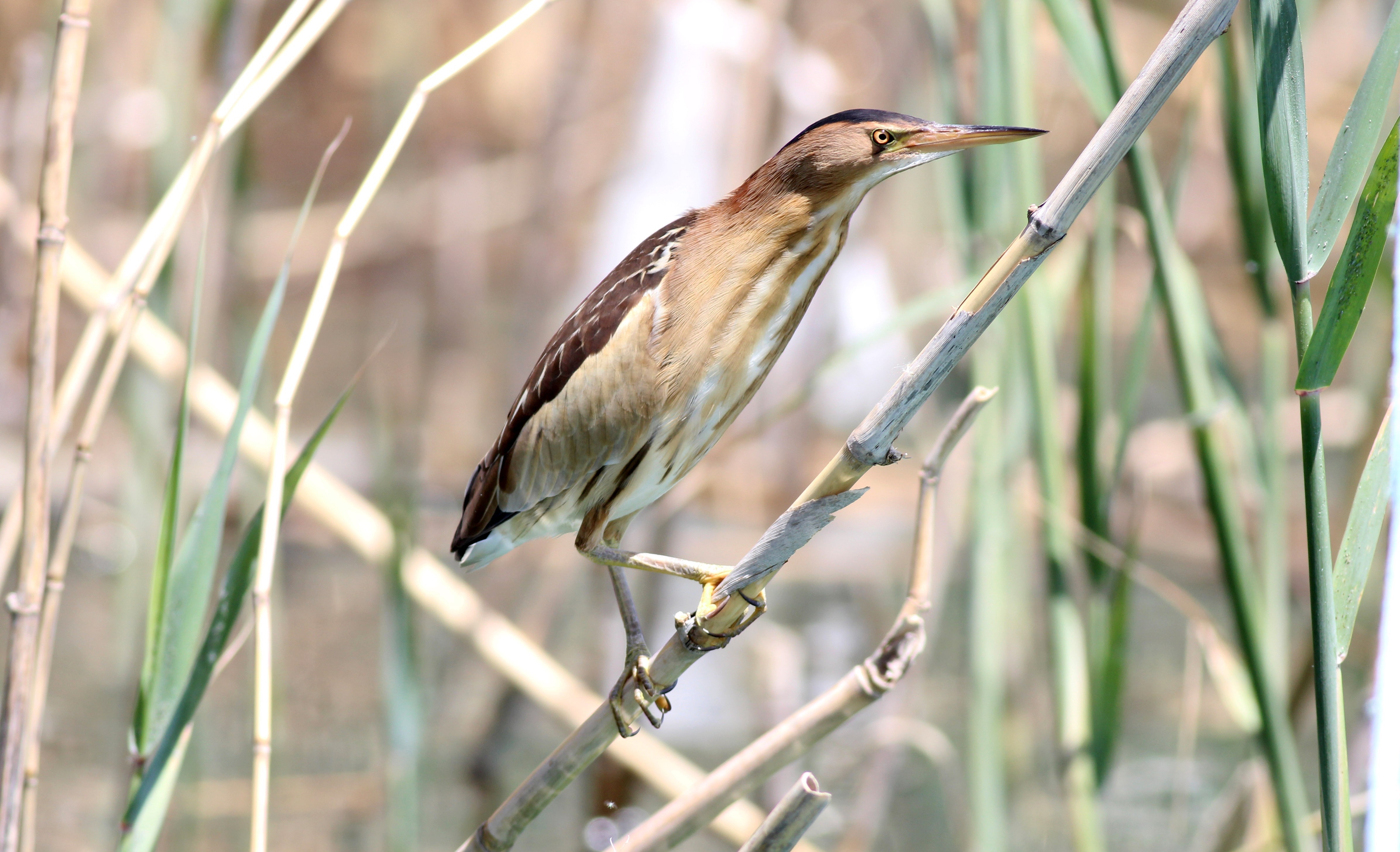 Common Little Bittern — Ana fotoğraf
