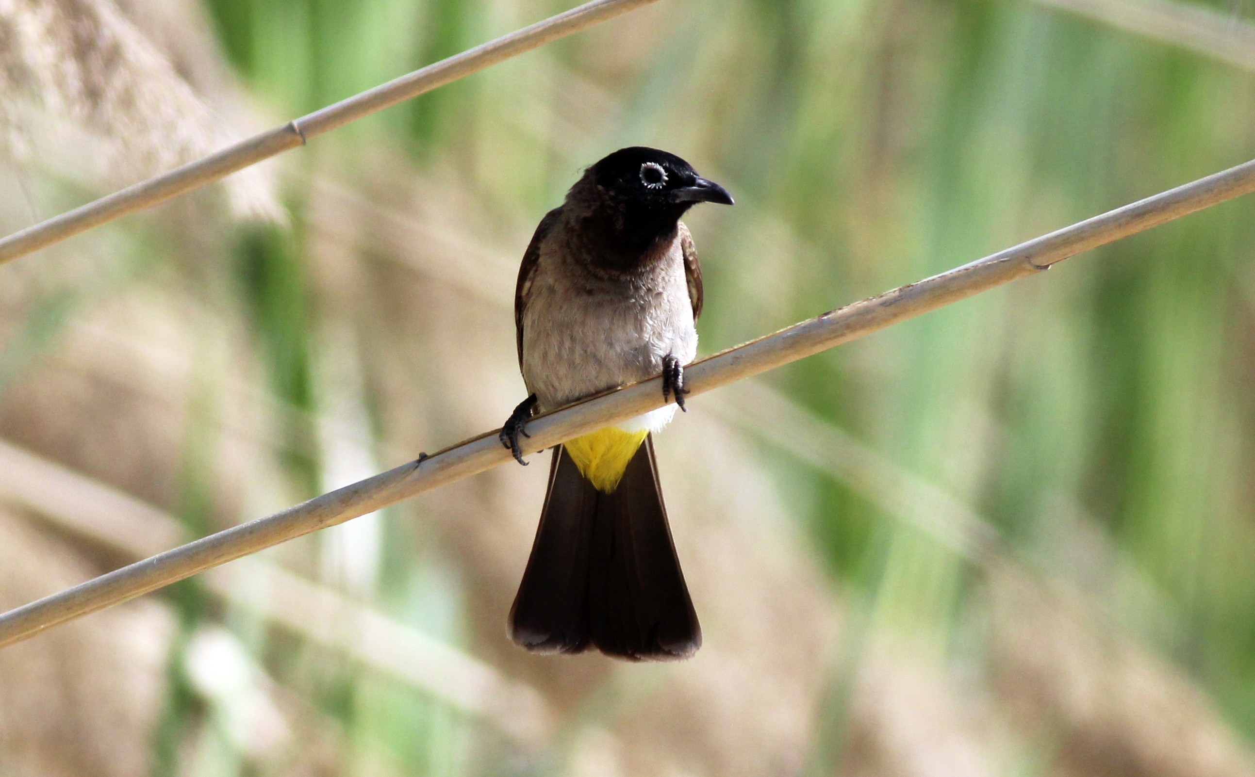 White-spectacled Bulbul