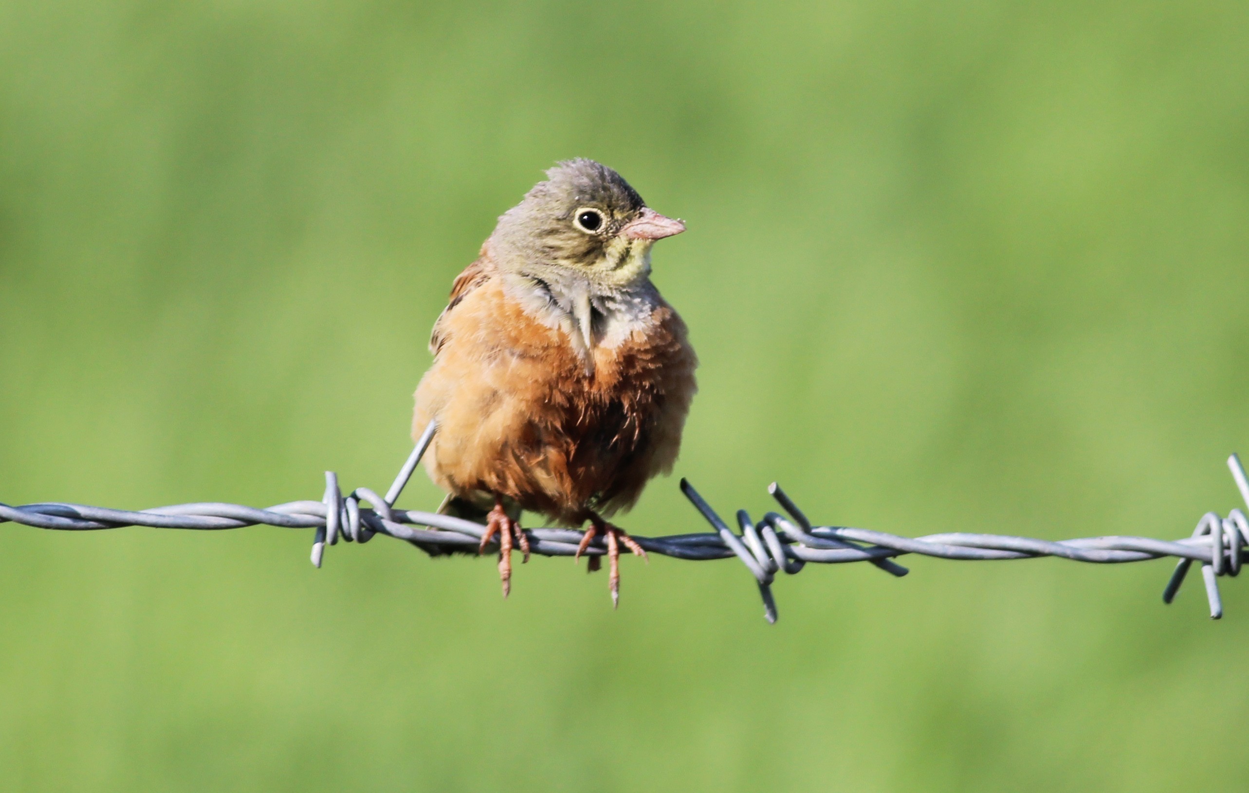 Ortolan Bunting