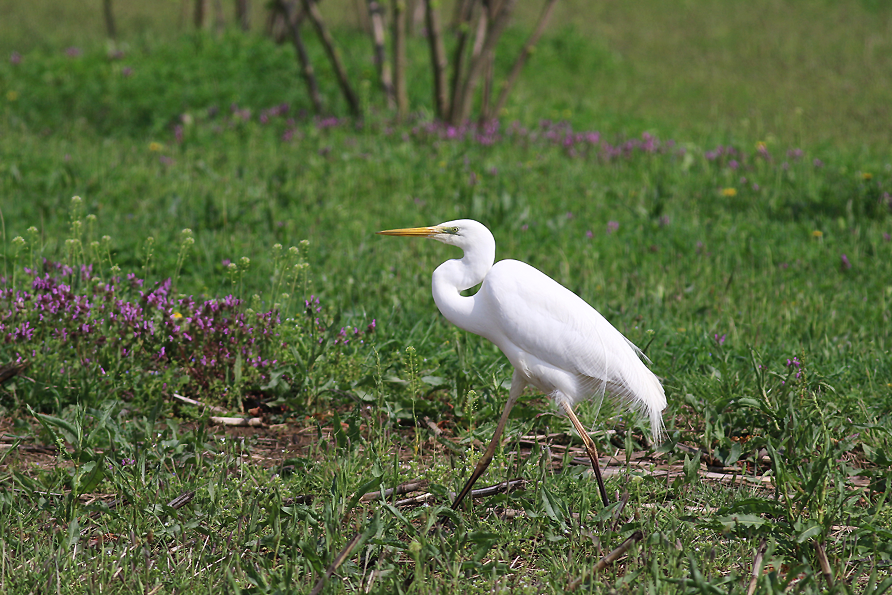 Great Egret