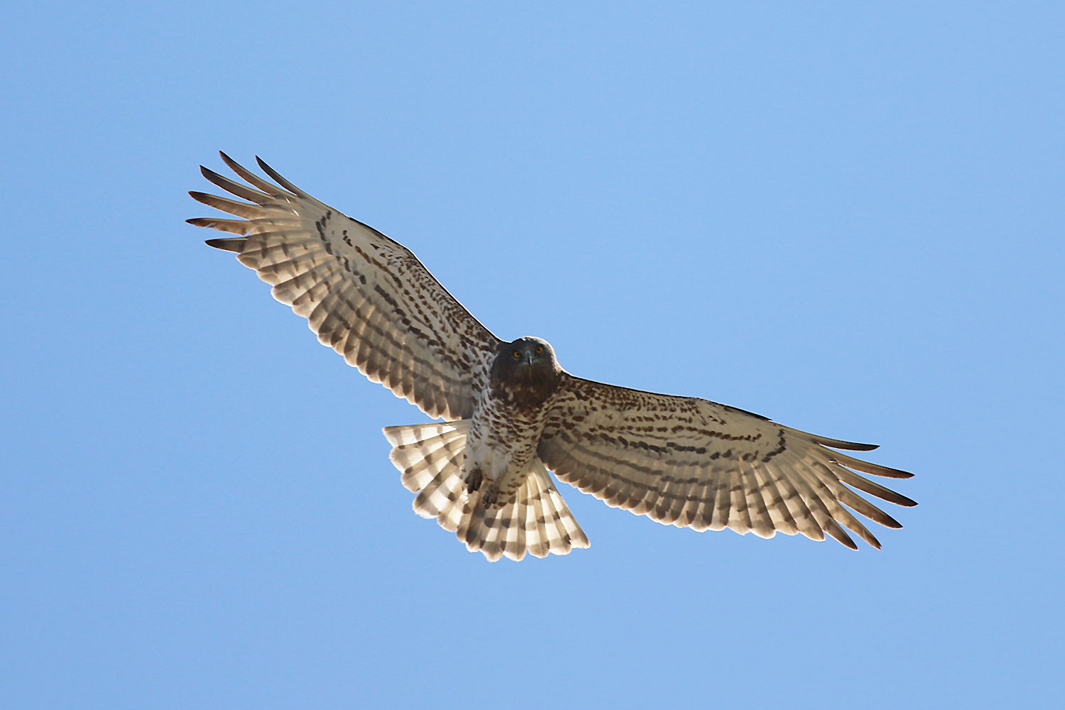 Short-toed Snake-Eagle
